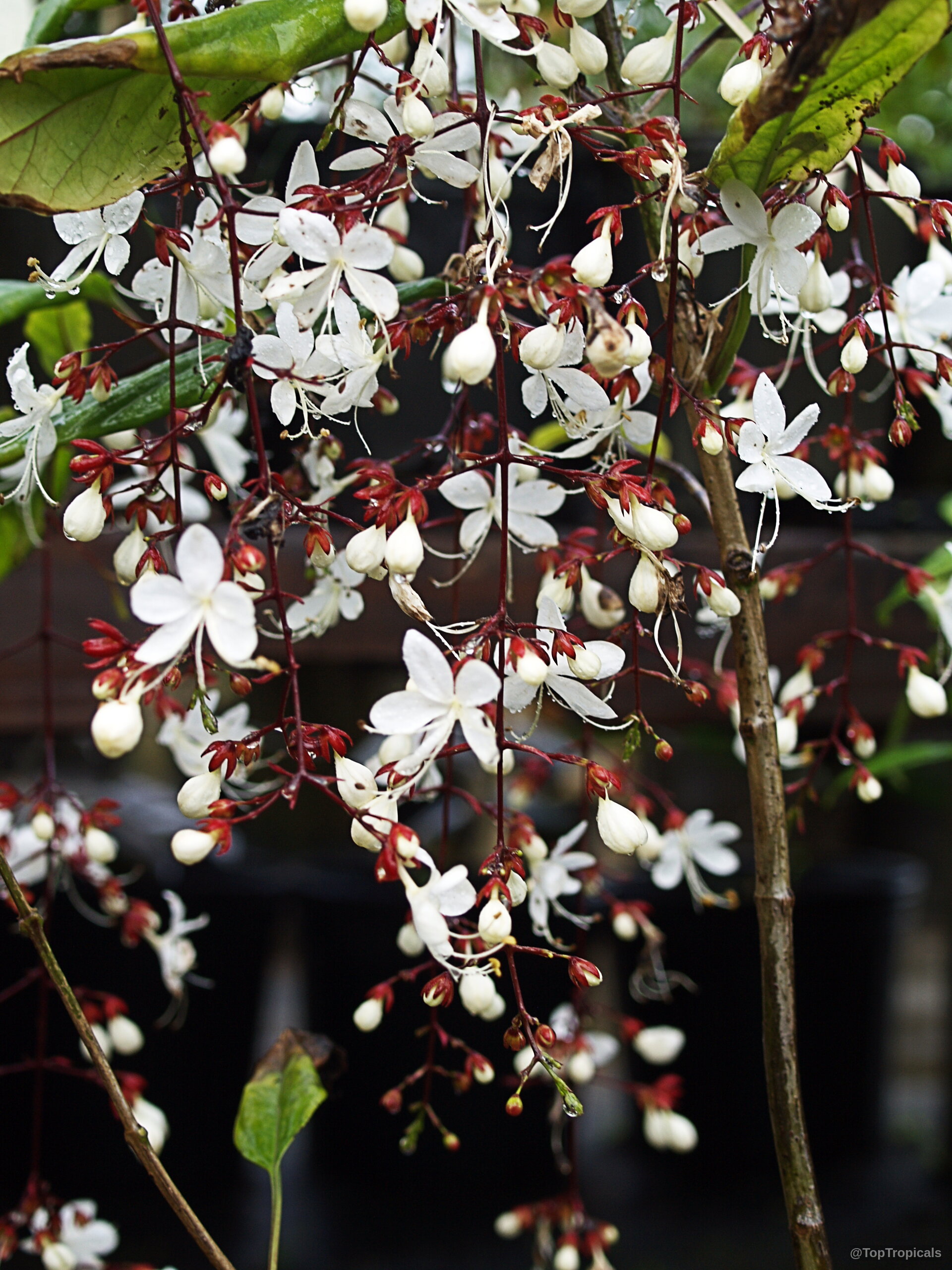 Clerodendrum schmidtii (Chains of Glory) long cascading stems covered with multiple white star-shaped flower petals. Clerodendrum schmidtii (Chains of Glory) white flower clusters on drooping stems, a close up.