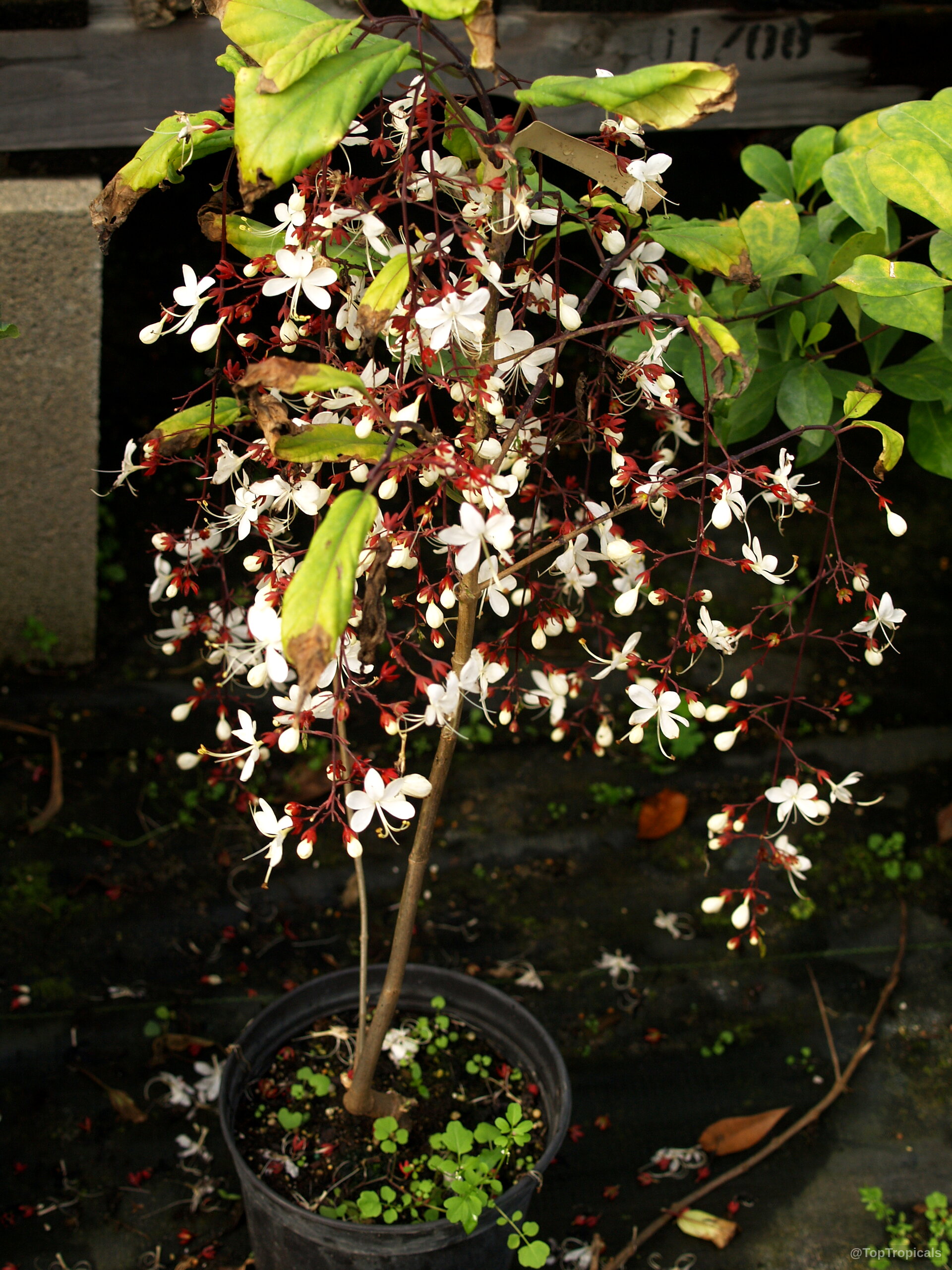 Clerodendrum schmidtii (Chains of Glory) with long drooping stems of delicate white star-shaped flowers. Clerodendrum schmidtii (Chains of Glory) white flowers on plant with red stems close up