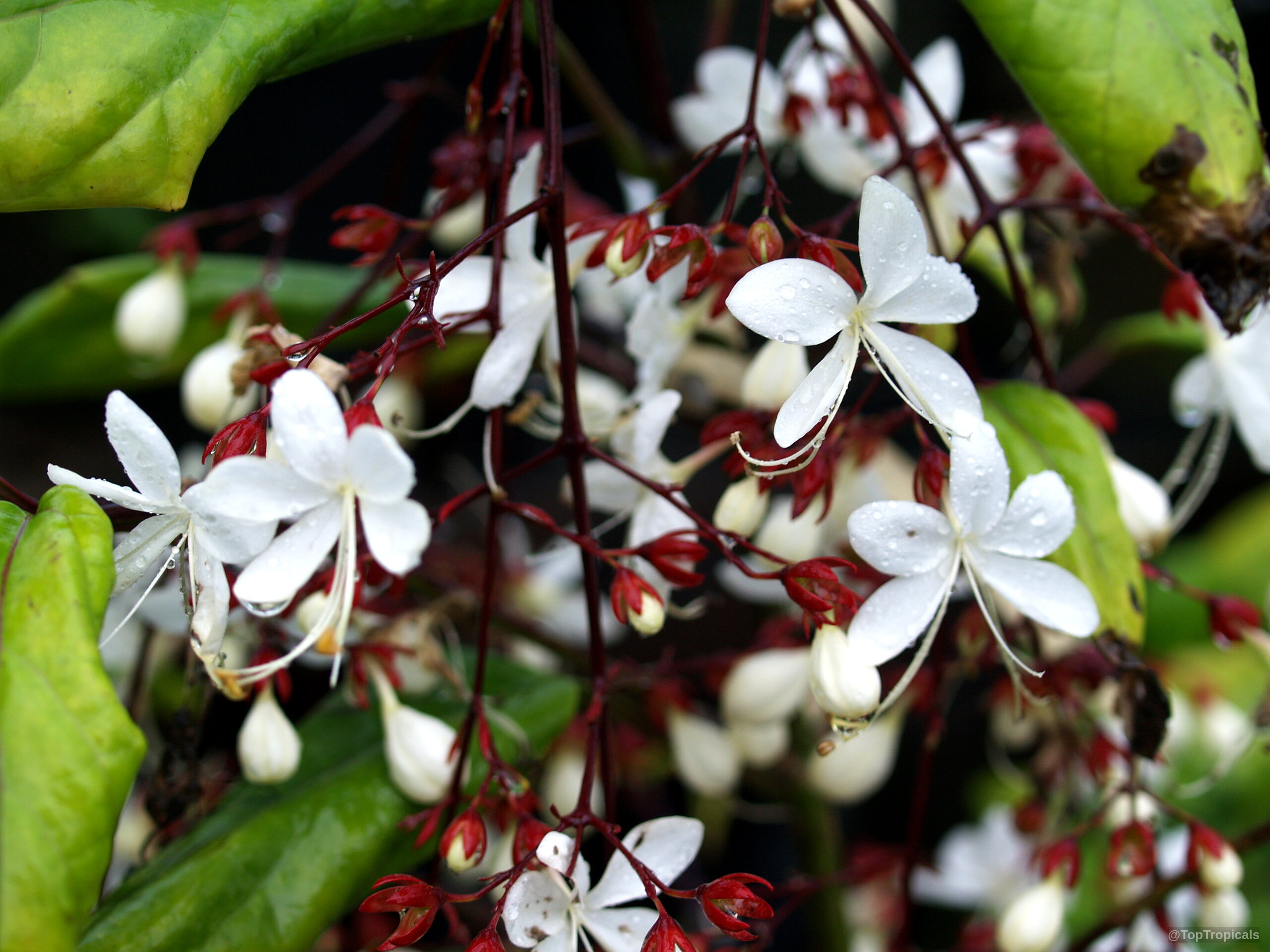 Clerodendrum schmidtii (Chains of Glory) clusters of white petals attached to deep red stems Clerodendrum schmidtii (Chains of Glory) white flowers with red stems in close up
