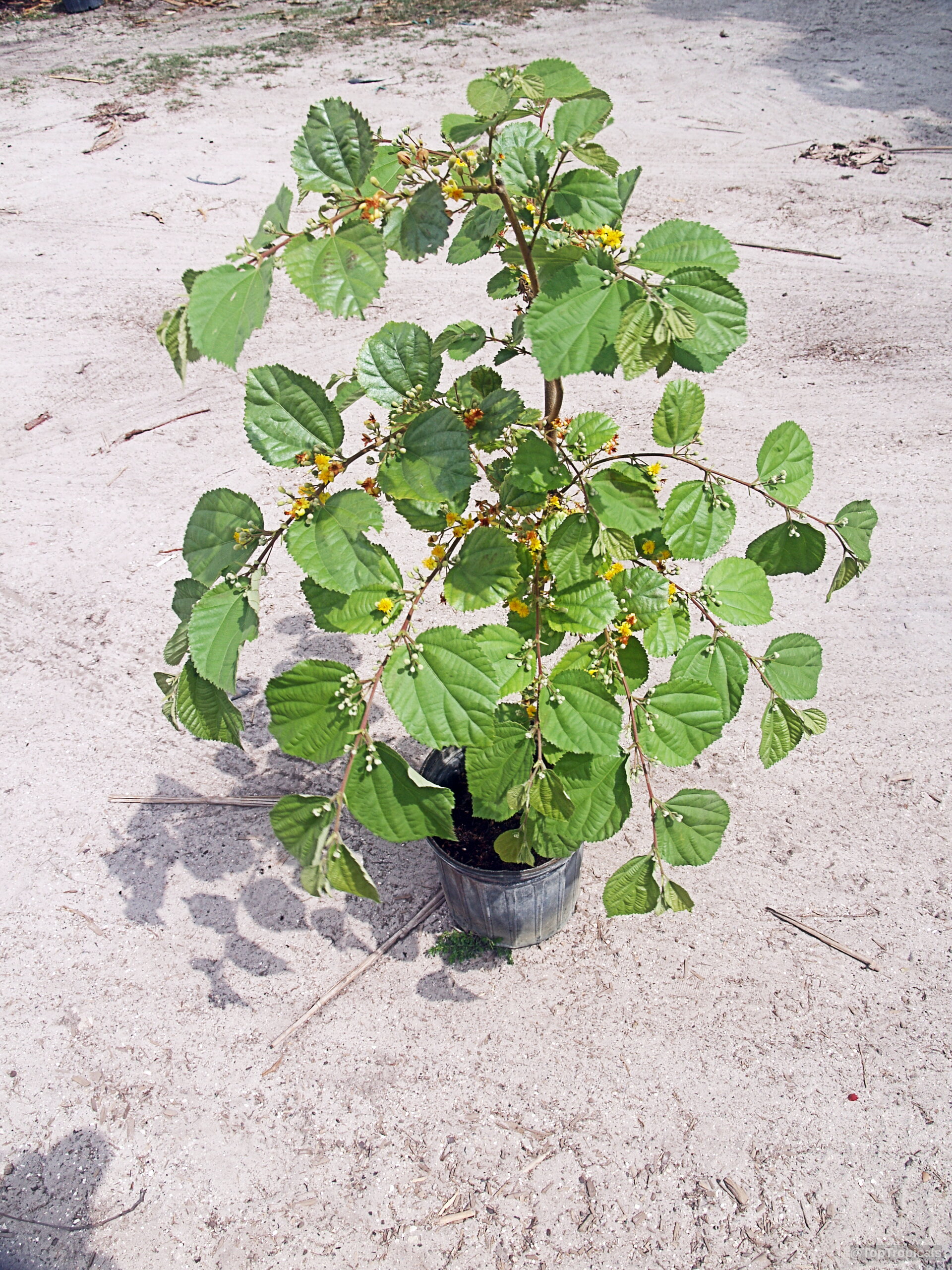 Grewia asiatica (Phalsa) plant showing green leaves and small yellow flowers in a black container. Grewia asiatica (Phalsa) green plant with yellow flowers, branches spreading in small black container