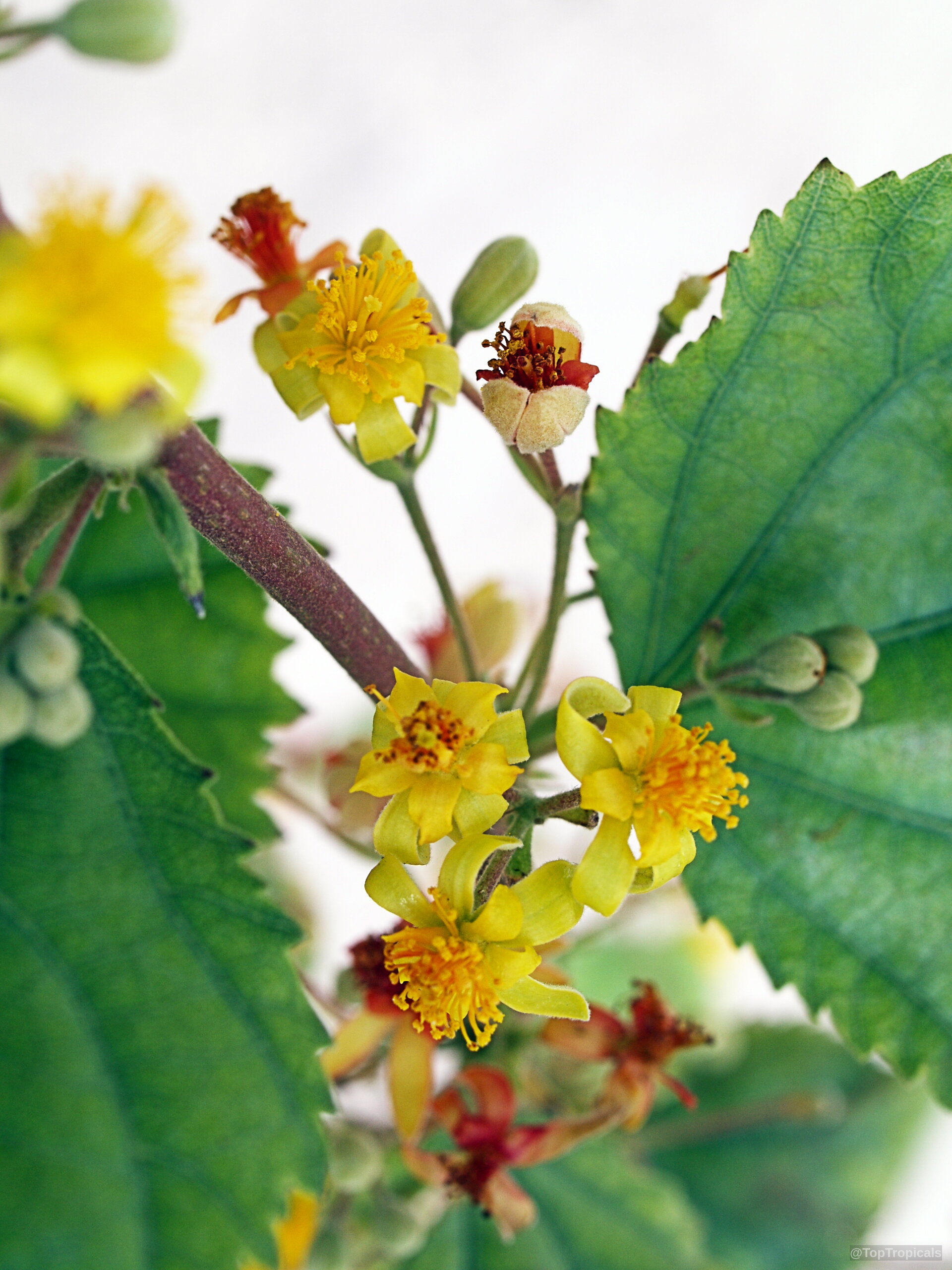 Grewia asiatica (Phalsa) yellow flowers with textured green leaves on a thin woody branch Grewia asiatica (Phalsa) yellow flower close up with green leaves on a plant stem