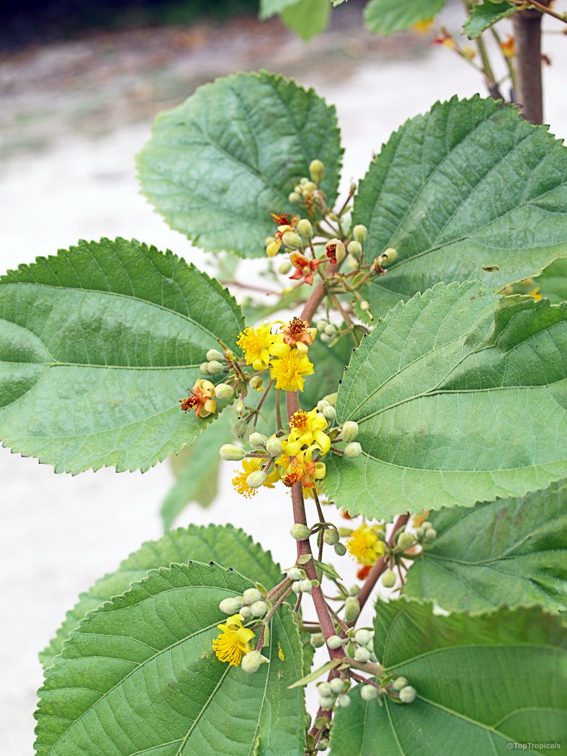 Grewia asiatica (Phalsa) yellow flowers and green serrated leaves on a slender branch. Grewia asiatica (Phalsa) yellow flower and green leaves close up on thin stems