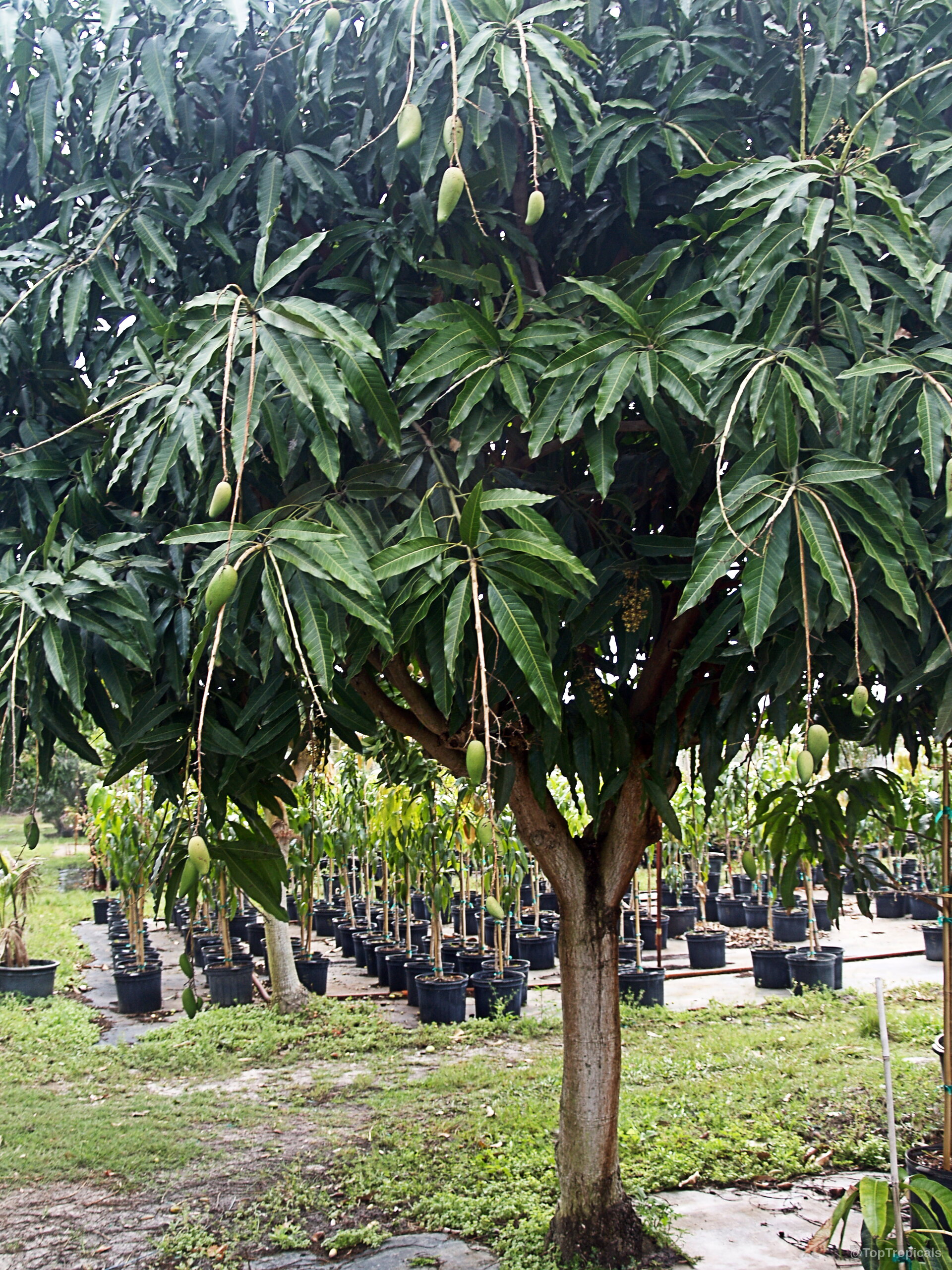 Mangifera indica 'Mun Kun Si' (Mun Kun Si Mango) tree with green fruit on the branches. Mangifera indica 'Mun Kun Si' (Mun Kun Si Mango) green fruit hanging from tree branches