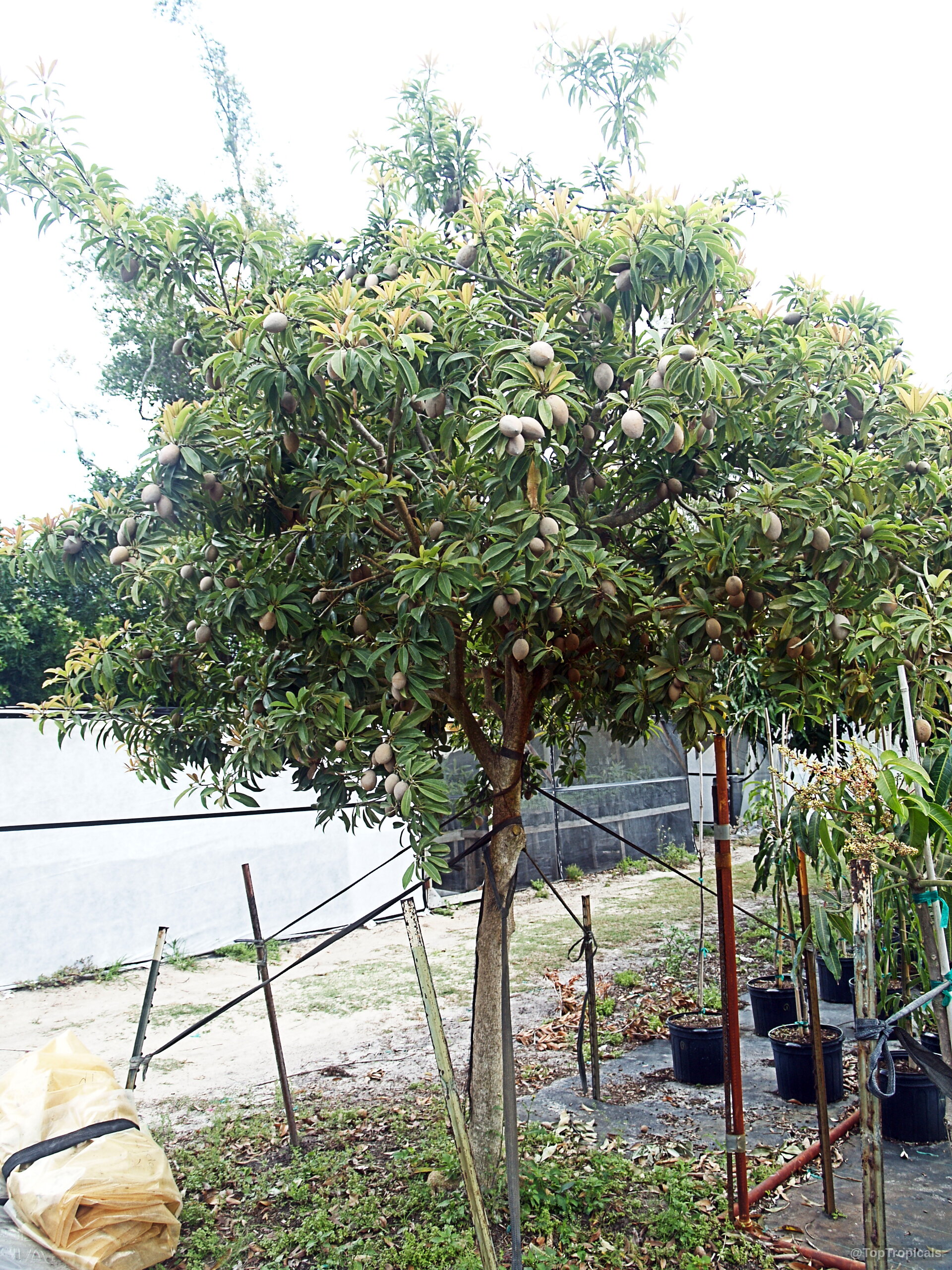 Manilkara zapota (Sapodilla) tree loaded with small round brown fruit throughout its thick green canopy. Manilkara zapota (Sapodilla) tree with brown fruit and dense green leaves in clear daylight.