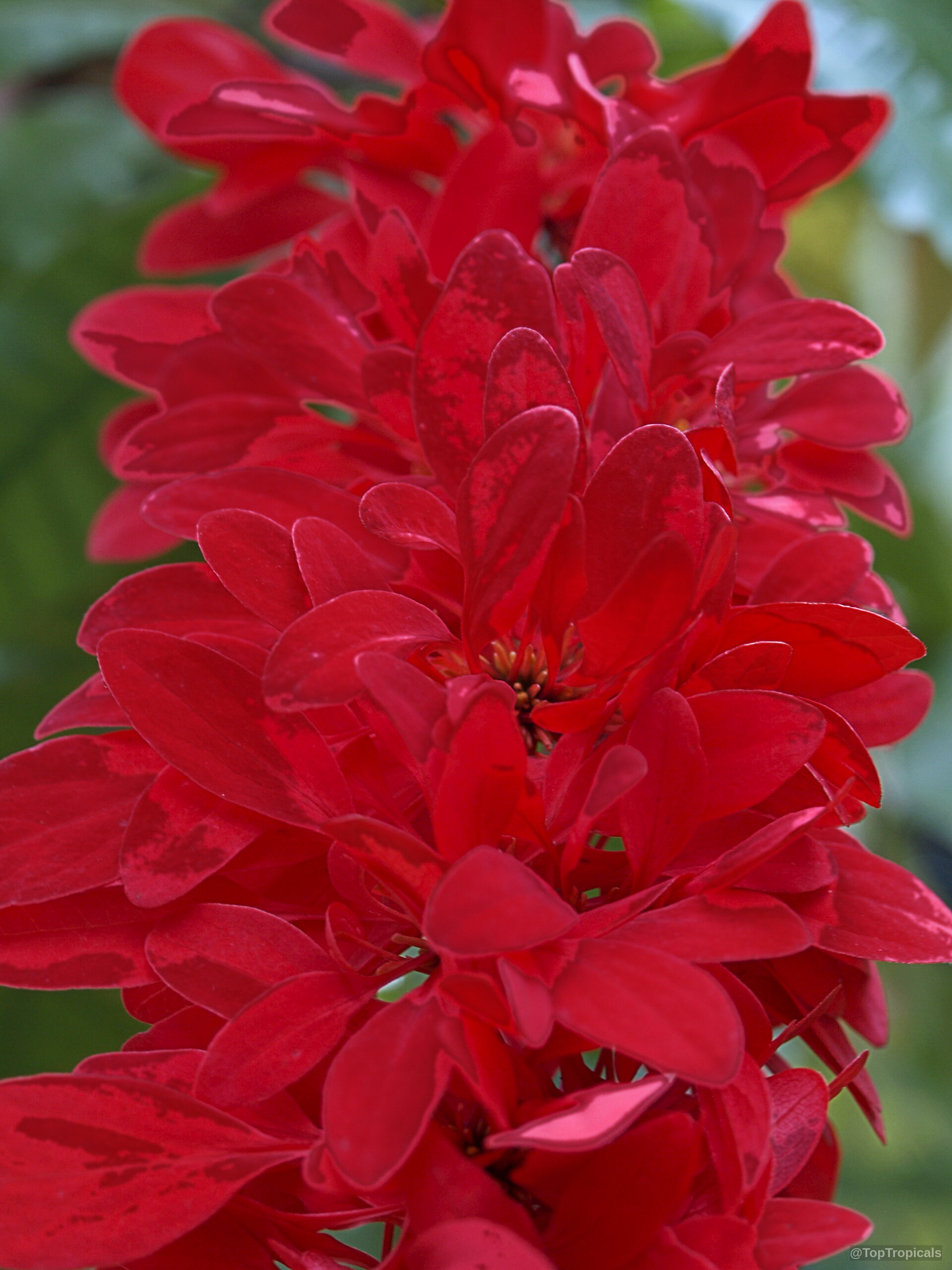 Warszewiczia coccinea (Wild Poinsettia) red flower with small petals grouped on a long central stalk. Warszewiczia coccinea (Wild Poinsettia) red flower close up with dense petals and deep tone