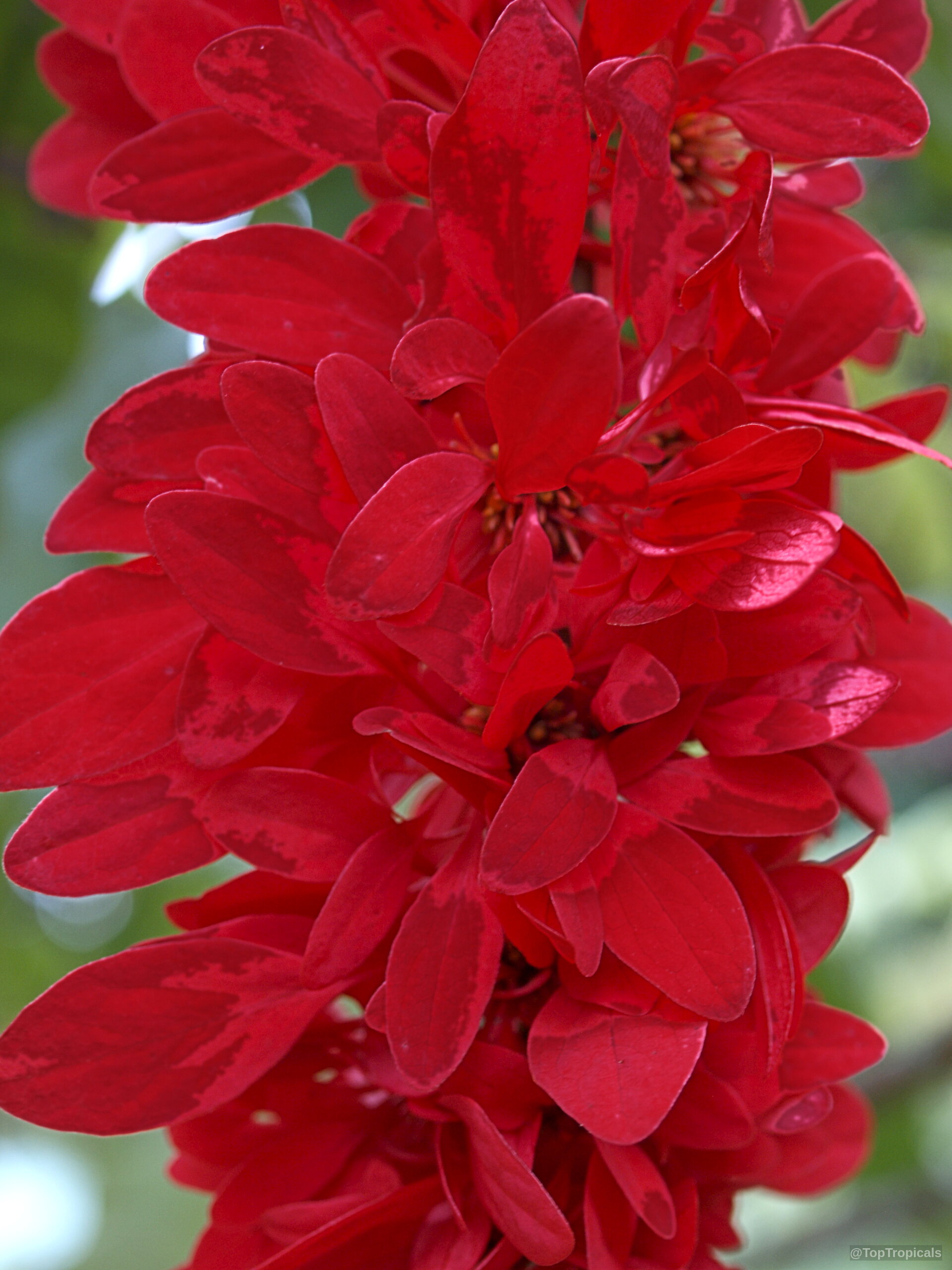 Warszewiczia coccinea (Wild Poinsettia) red flower cluster with many long, overlapping, smooth, pointed leaf-like bracts Warszewiczia coccinea (Wild Poinsettia) red flower close up with vibrant elliptical bracts and petals