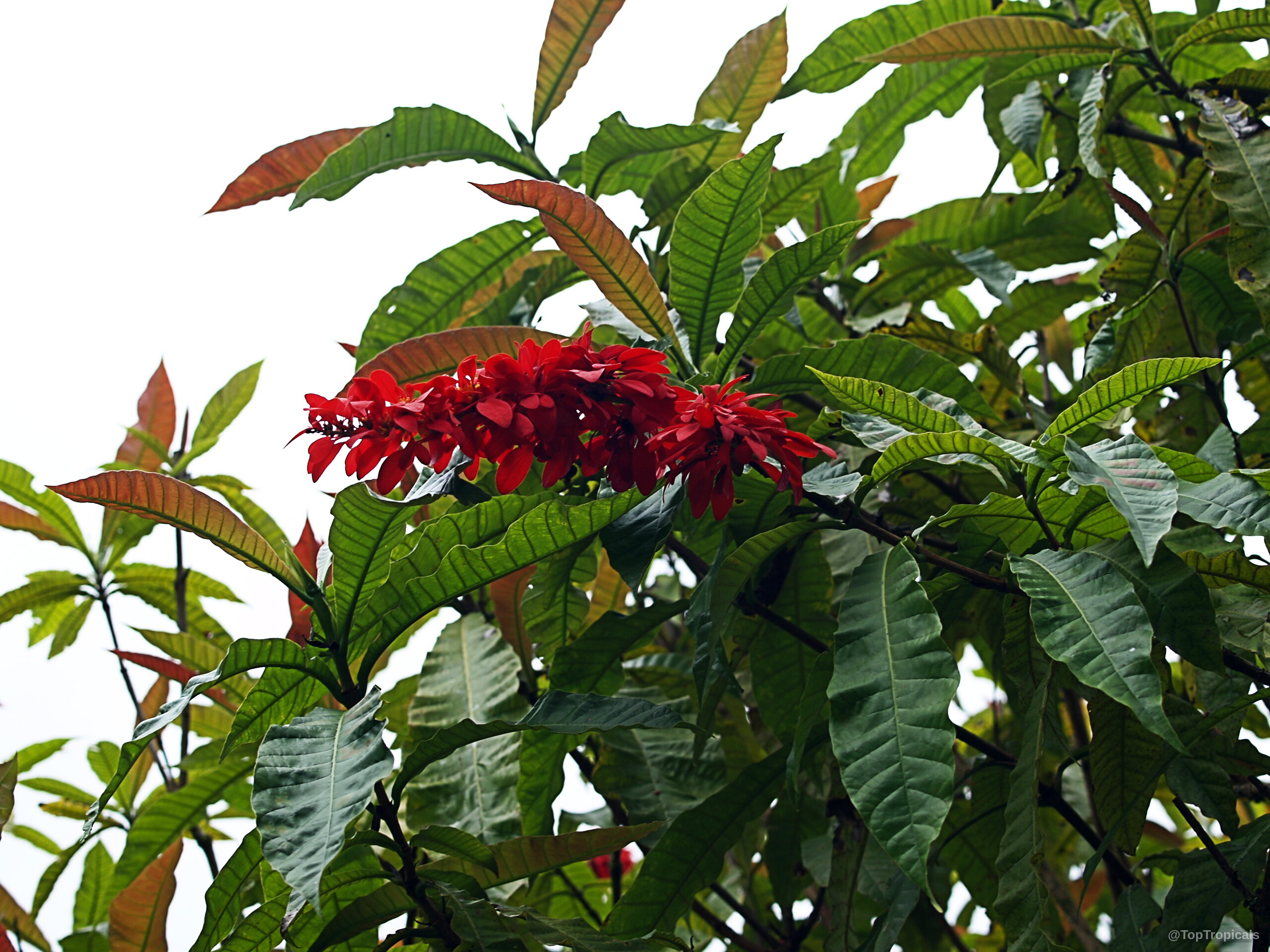 Warszewiczia coccinea (Wild Poinsettia) with vibrant red flower clusters against textured green leaf foliage. Warszewiczia coccinea (Wild Poinsettia) red flower cluster with long pointed green foliage on branch