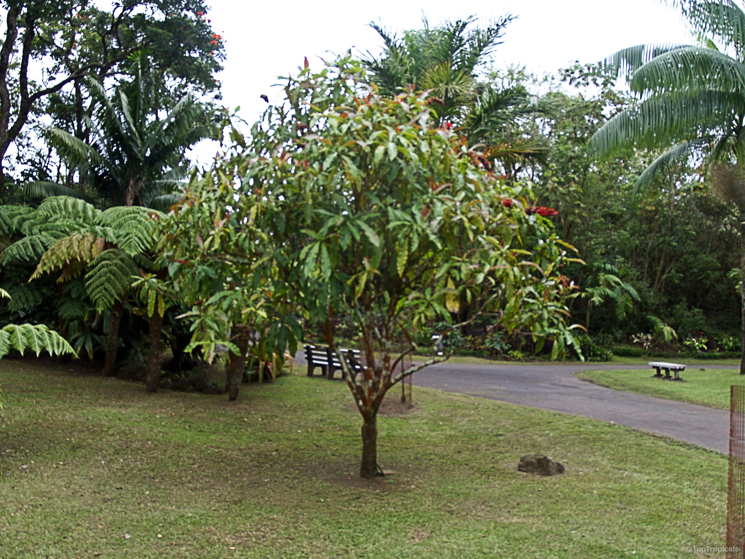 Warszewiczia coccinea (Wild Poinsettia) standing tall with deep green foliage and crimson floral spikes. Warszewiczia coccinea (Wild Poinsettia) tree with green leaves and red flowers in landscape