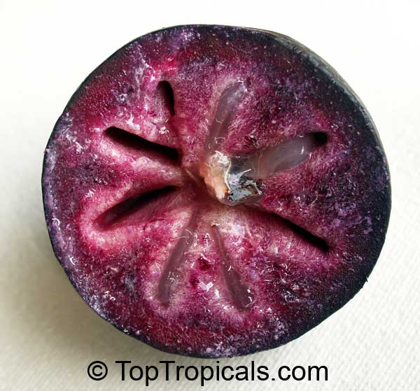 Caimito Star Apple fruit tree Corrongo (Purple fruit), Chrysophyllum cainito, Air-layered