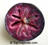 Caimito Star Apple fruit tree Corrongo (Purple fruit), Chrysophyllum cainito, Air-layered

Click to see full-size image