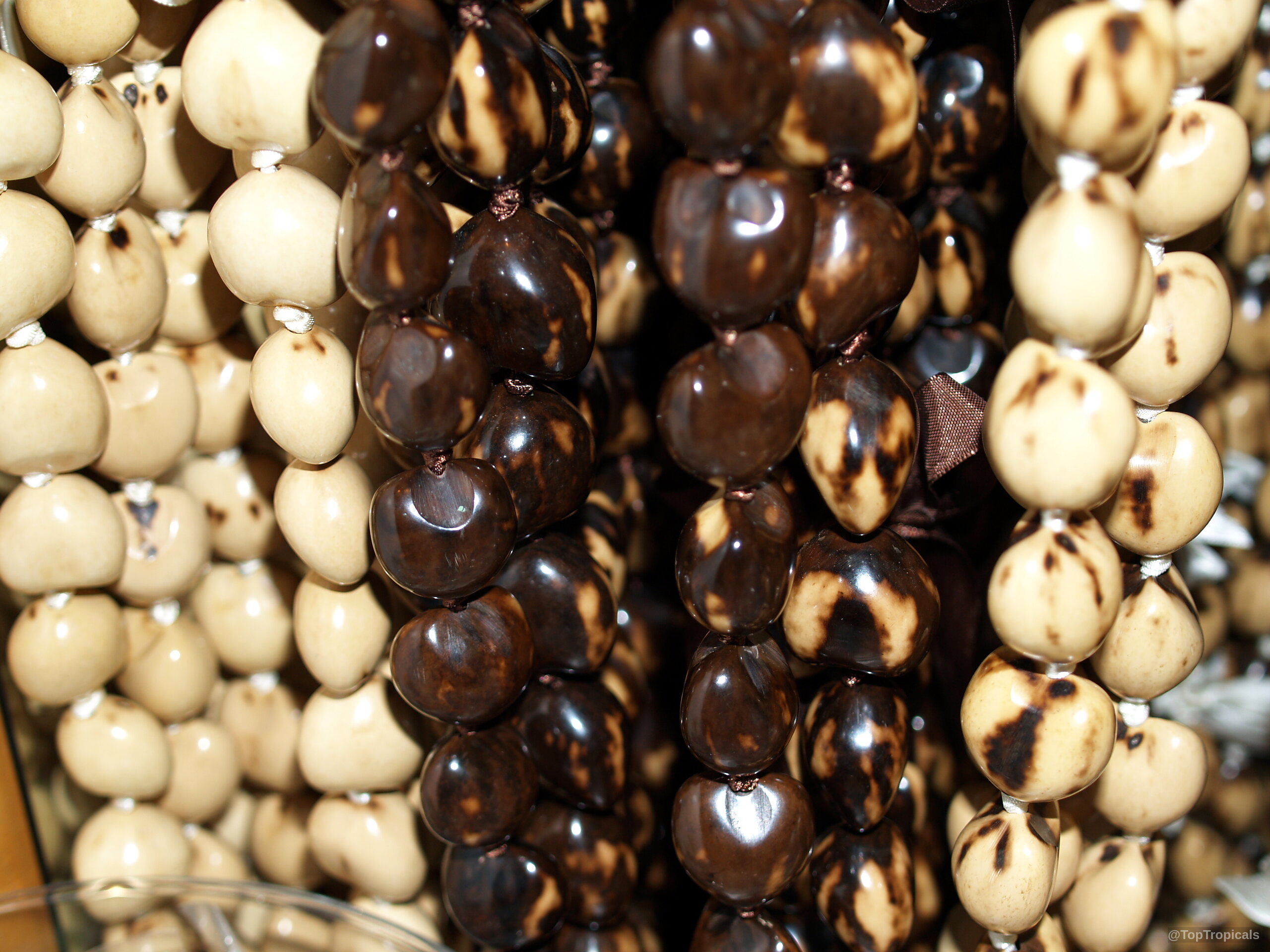 Aleurites moluccana (Candlenut oil tree) seeds arranged in rows, showing variations of brown and cream Aleurites moluccana (Candlenut oil tree) with brown and cream fruit seeds close up