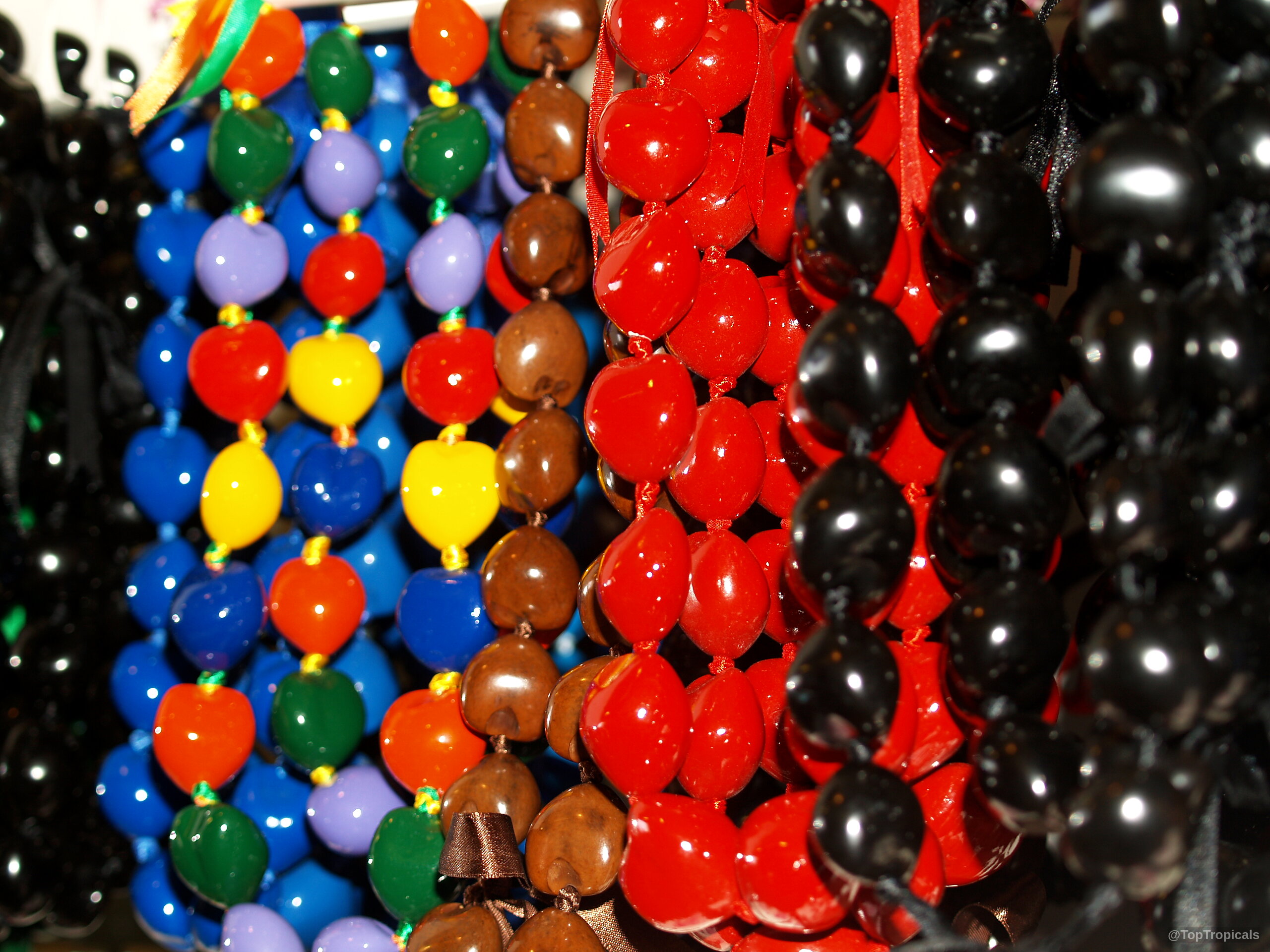 Aleurites moluccana (Candlenut oil tree) crafted into colorful strands of smooth, polished nut jewelry pieces Aleurites moluccana (Candlenut oil tree) with red, black, yellow, and blue nut fruit close up
