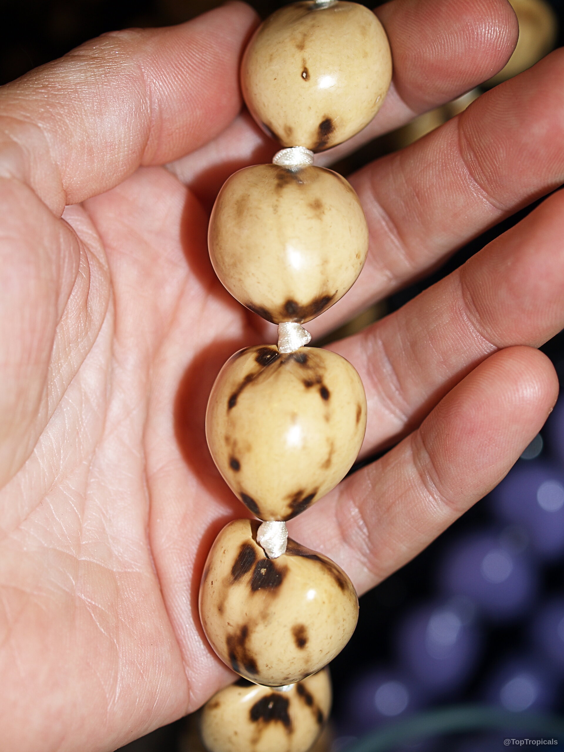 Aleurites moluccana (Candlenut oil tree) tan fruit with dark brown spots on a strung necklace. Aleurites moluccana (Candlenut oil tree) tan round fruit on string, close up hand held.