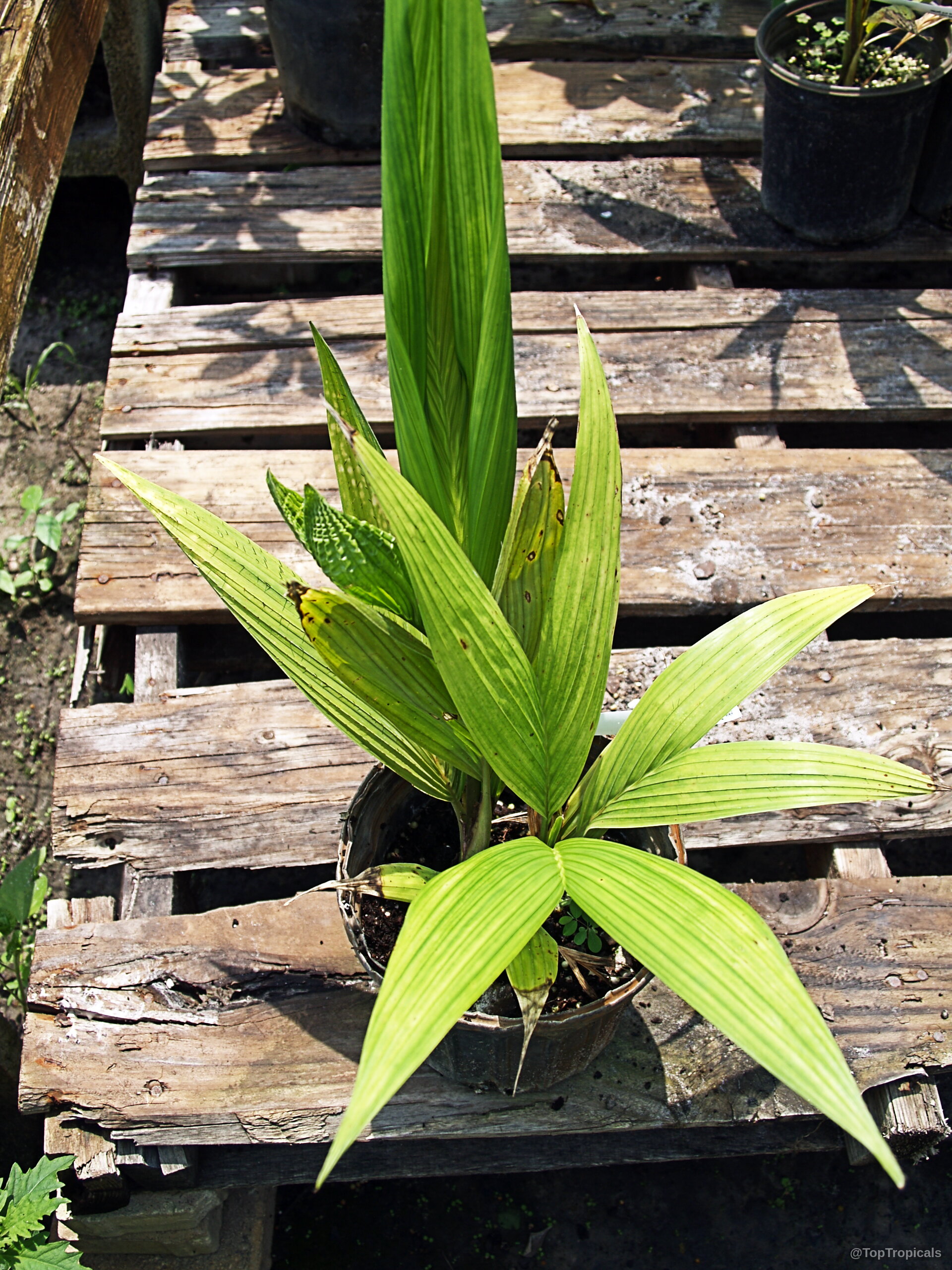 Bactris gasipaes (Peach Palm) growing inside a black container with long, pointed green foliage. Bactris gasipaes (Peach Palm) with vibrant green leaves, captured as a small potted plant.