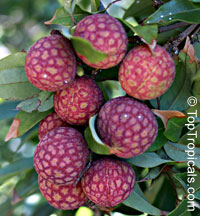 Litchi chinensis - Lychee Brewster, Air-layered

Click to see full-size image