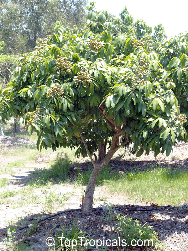 Longan fruit tree maturity how many years