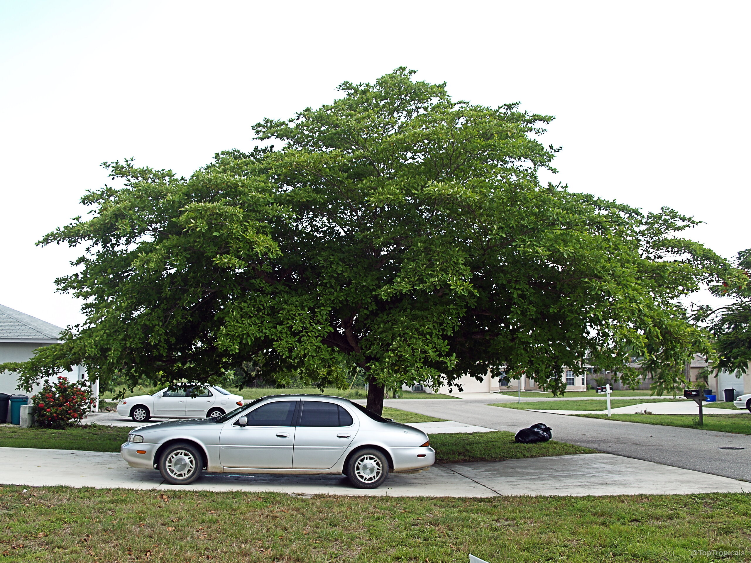 Bucida buceras (Florida Black Olive Tree) with a wide canopy covering a silver sedan parked below. Bucida buceras (Florida Black Olive Tree) with dense green leaves on a large shade tree.