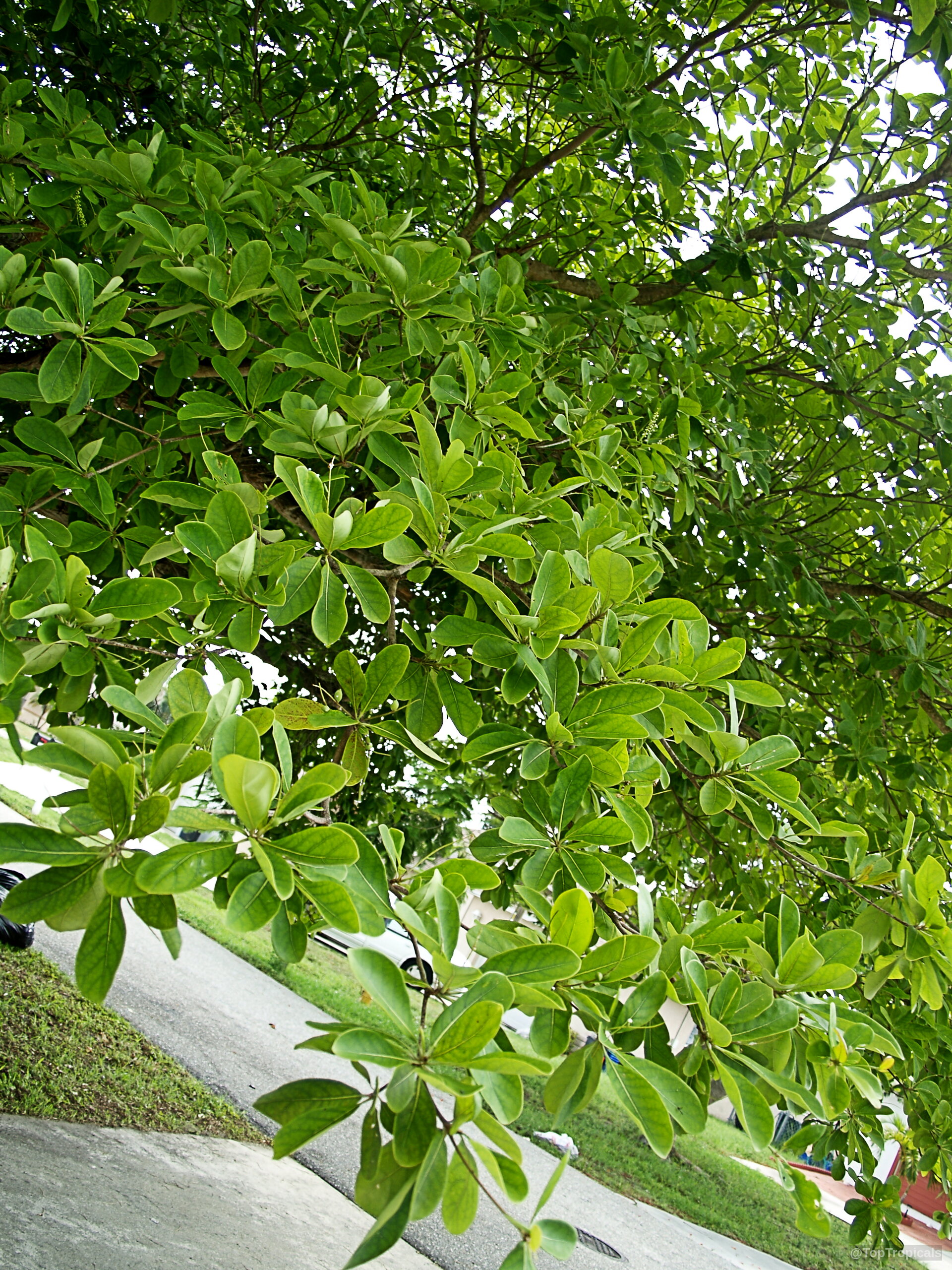 Bucida buceras (Florida Black Olive Tree) spreading branches covered in numerous rounded light green leaves. Bucida buceras (Florida Black Olive Tree) with dense light green leaves on a tree.