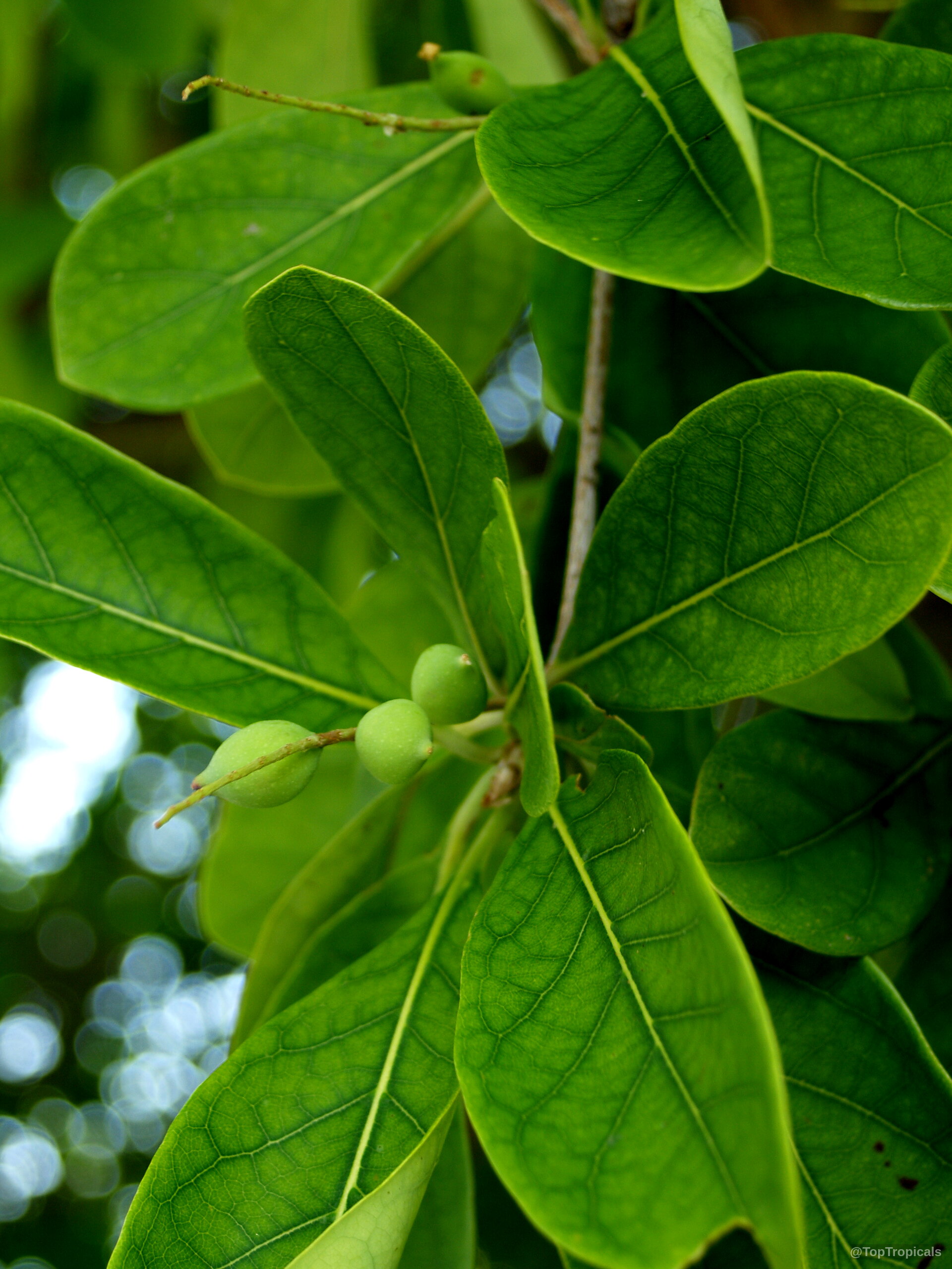 Bucida buceras (Florida Black Olive Tree) branch with rounded green leaves and small fruit attached Bucida buceras (Florida Black Olive Tree) green leaves and small round fruit close up