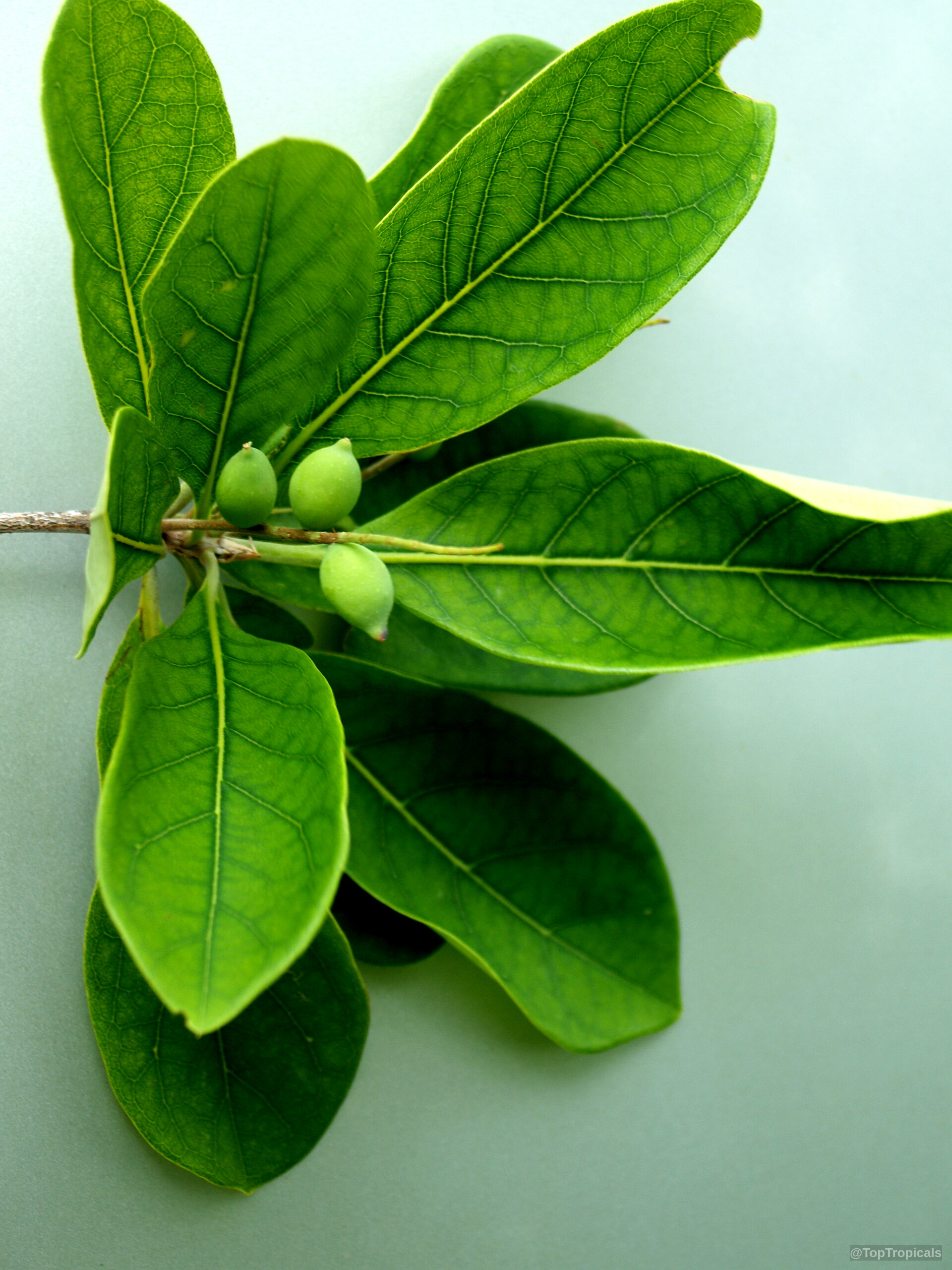 Bucida buceras (Florida Black Olive Tree) with smooth oval leaves and several small green fruit Bucida buceras (Florida Black Olive Tree) with light green leaves and small rounded fruit