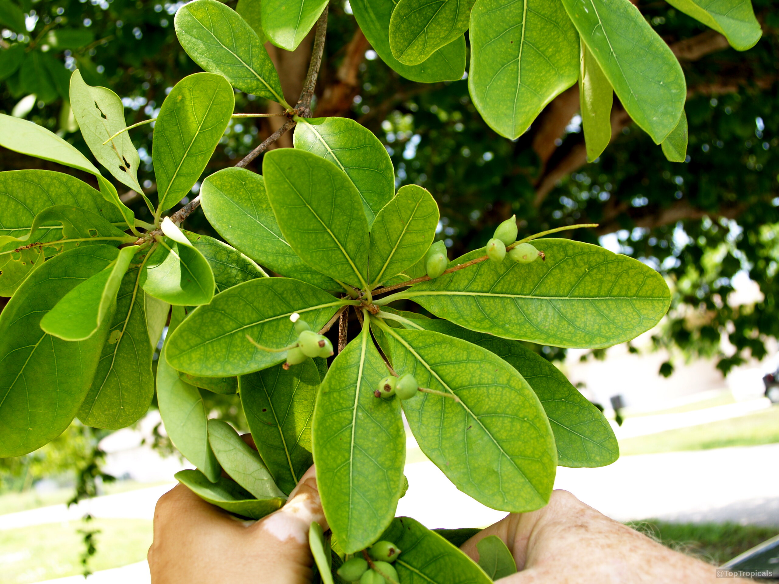 Bucida buceras (Florida Black Olive Tree) showing small green fruit clustered among rounded leafy stems. Bucida buceras (Florida Black Olive Tree) with small green fruit and oval leaves close up.