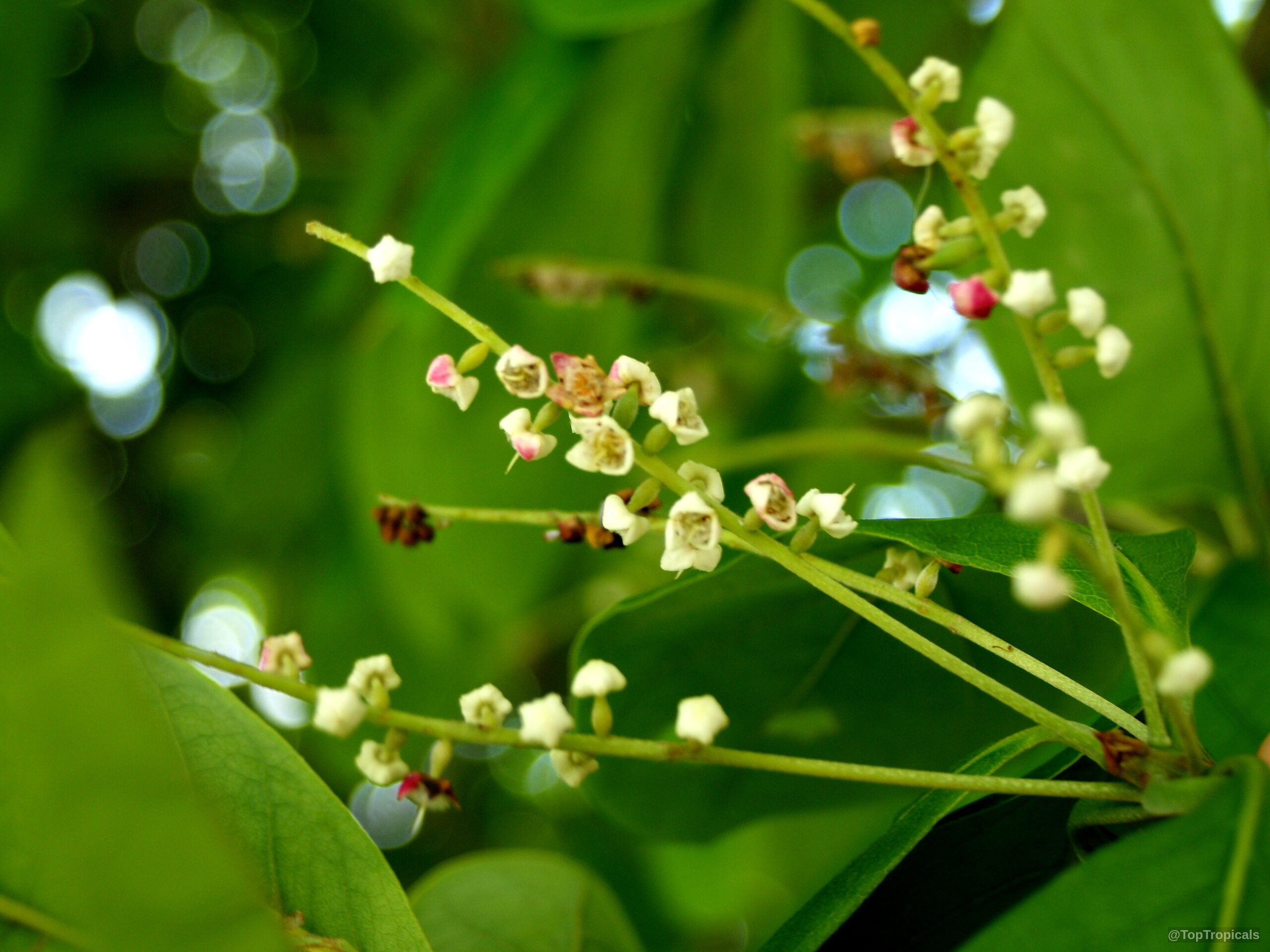Bucida buceras (Florida Black Olive Tree) stems carrying small white flower clusters among green foliage Bucida buceras (Florida Black Olive Tree) tiny white flower spikes on green stems close up