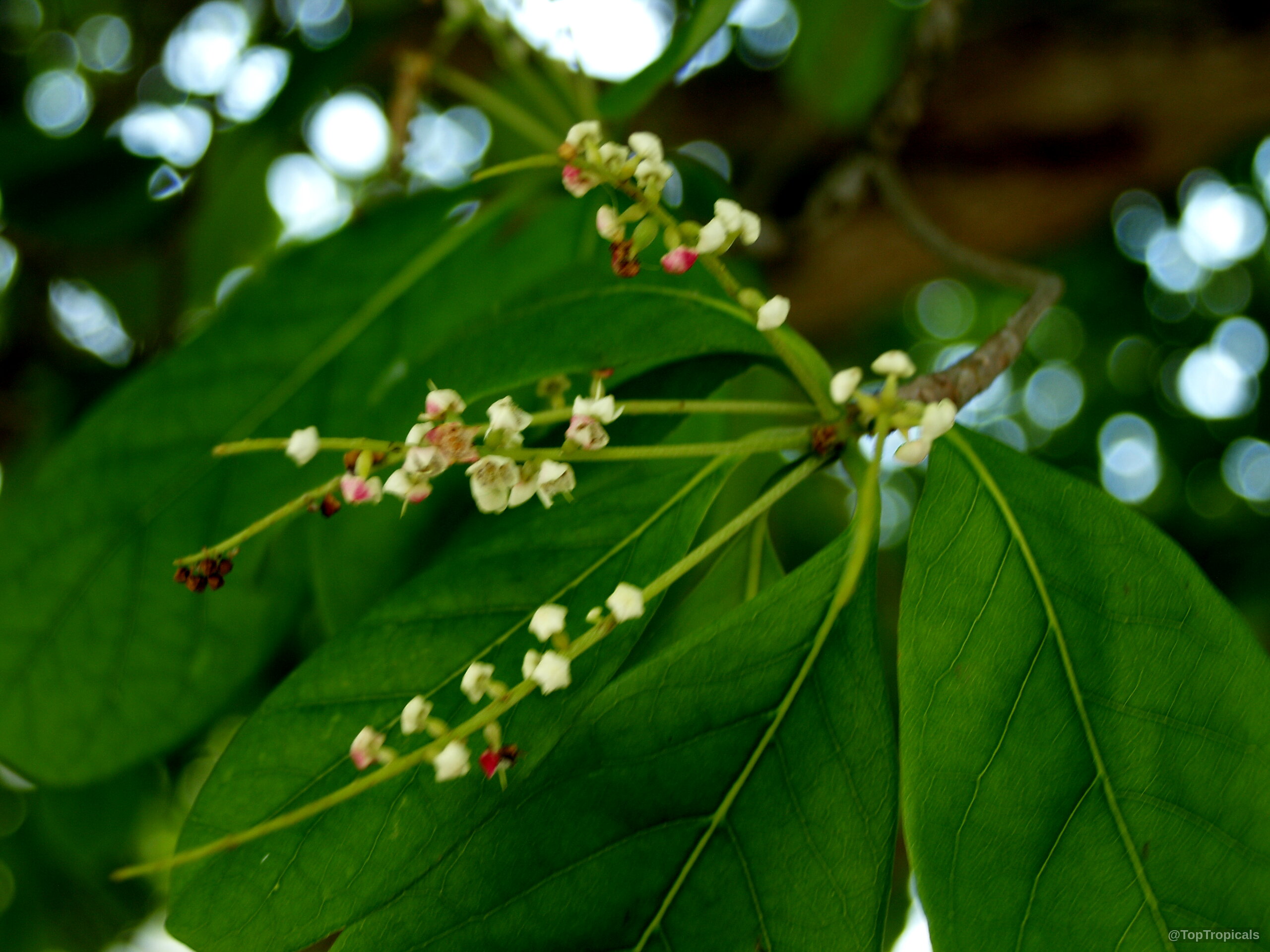 Bucida buceras (Florida Black Olive Tree) with small white flowers against smooth green foliage. Bucida buceras (Florida Black Olive Tree) white flower and green leaves close up