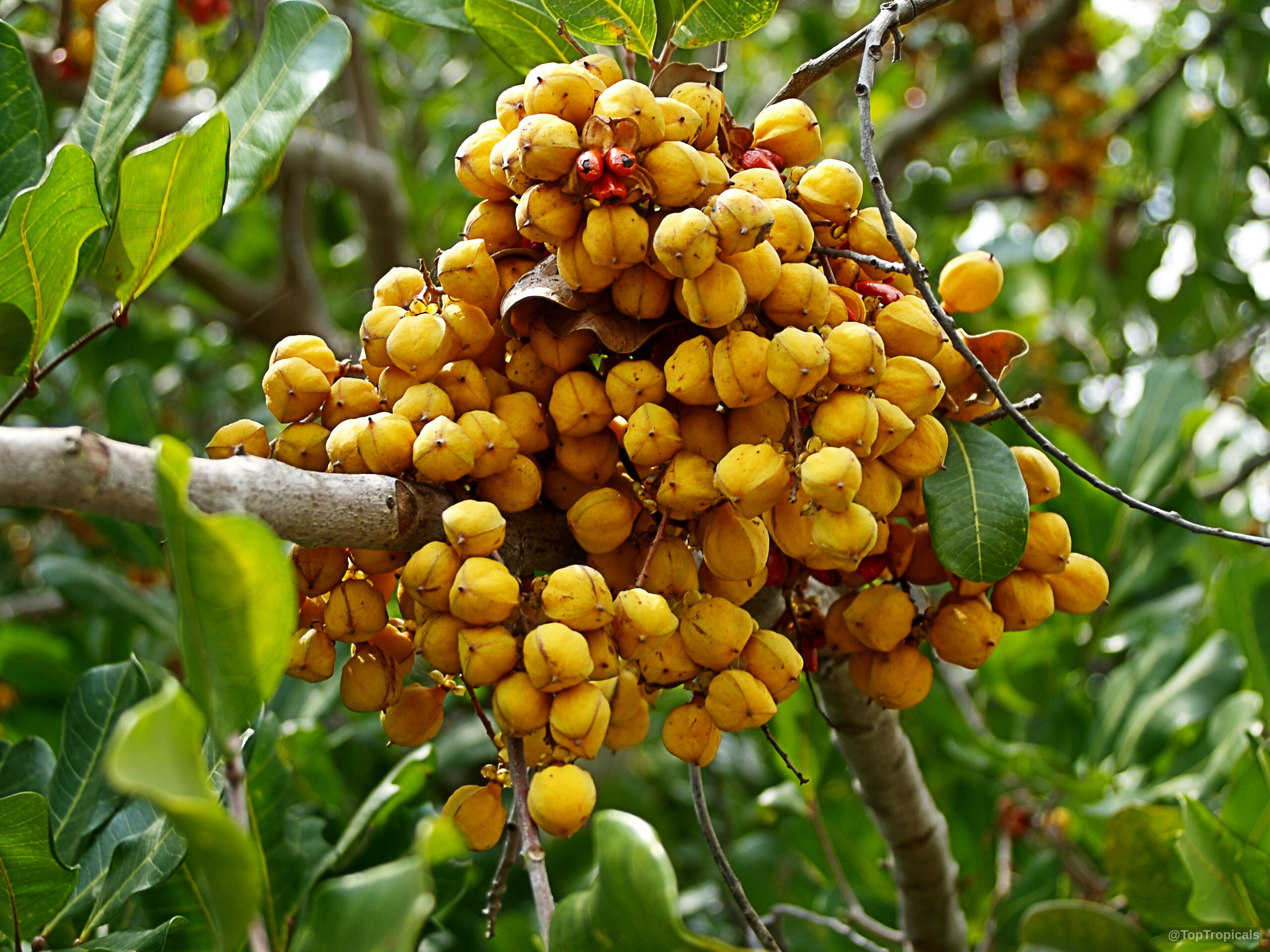 Cupaniopsis anacardioides (Carrotwood) clusters of round yellow fruit hanging from a wooden branch Cupaniopsis anacardioides (Carrotwood) yellow fruit close up clusters on a thick tree branch