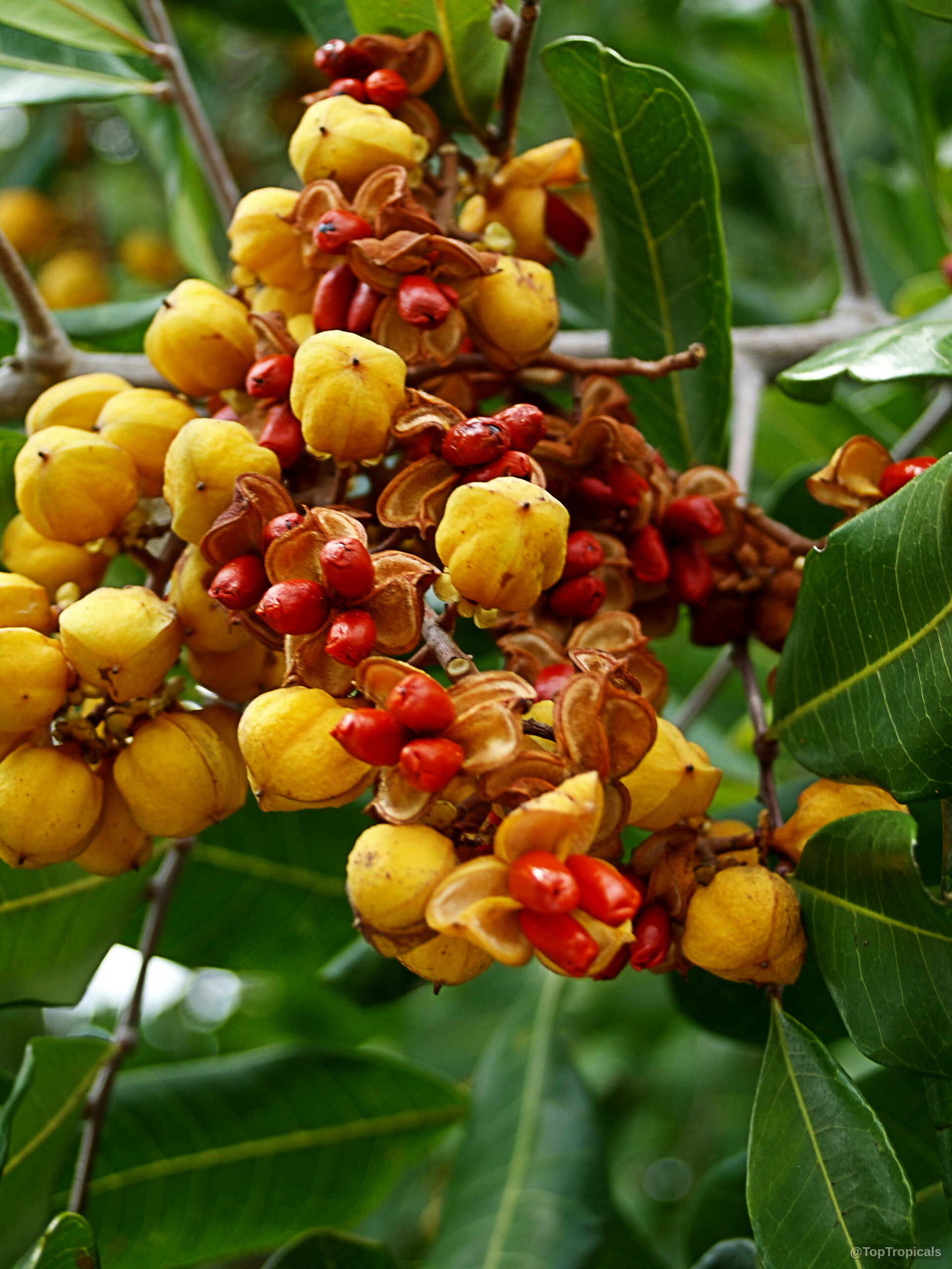 Cupaniopsis anacardioides (Carrotwood) clusters of yellow fruit splitting open to reveal round red seeds inside. Cupaniopsis anacardioides (Carrotwood) yellow fruit close up with red seeds on woody tree branch.