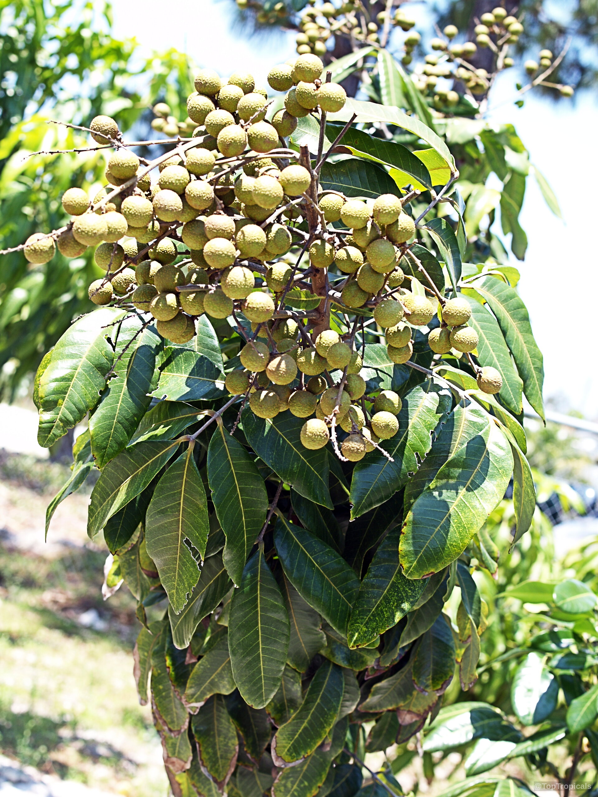 Dimocarpus longan (Longan) showing heavy clusters of round brown fruit suspended above deep green foliage. Dimocarpus longan (Longan) plant with clusters of small round brown fruit and green leaves.