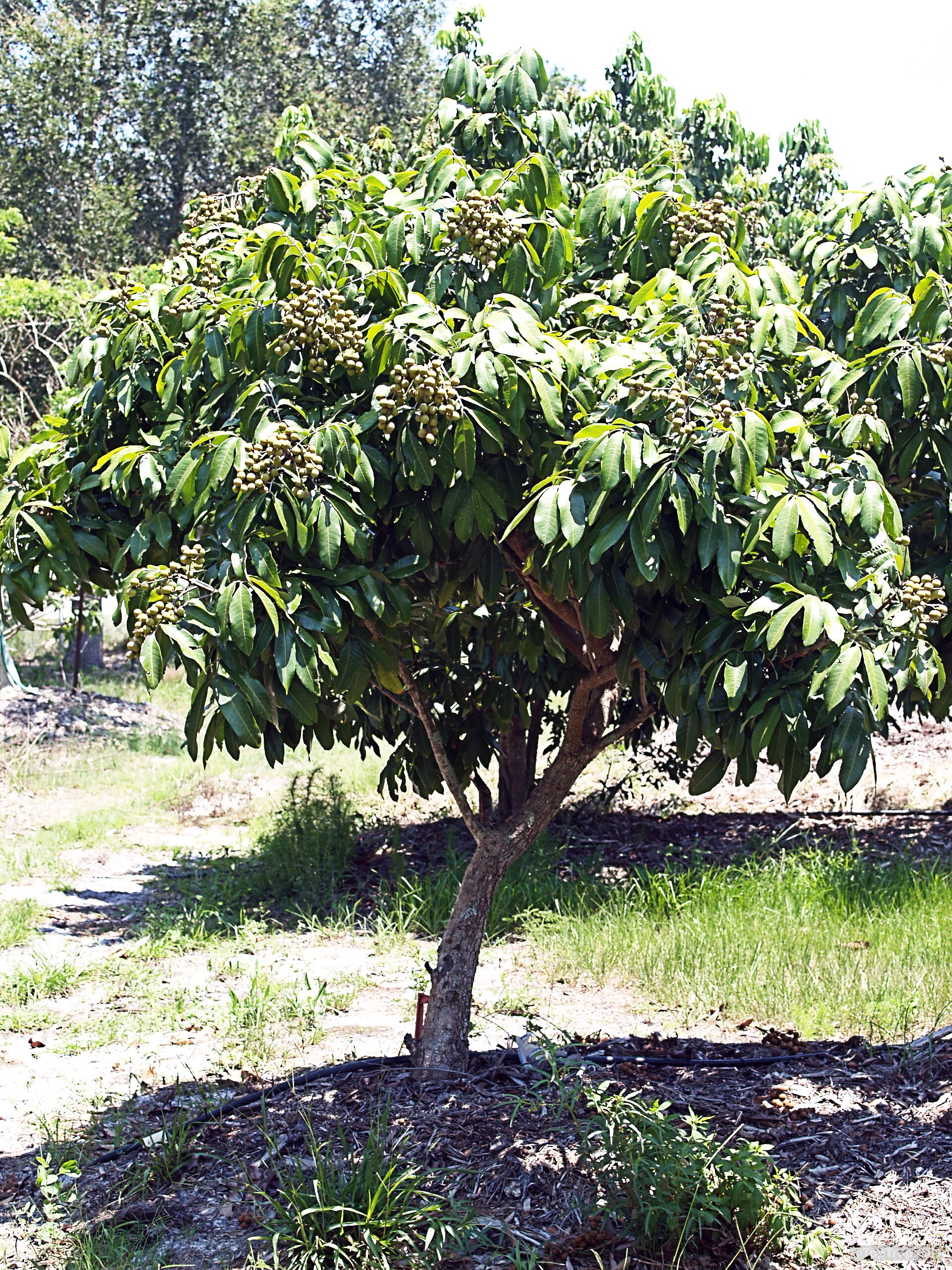 Dimocarpus longan (Longan) tree bearing clusters of tan round fruit among the lush green foliage. Dimocarpus longan (Longan) tree with small tan fruit and dense green leaves on branches.