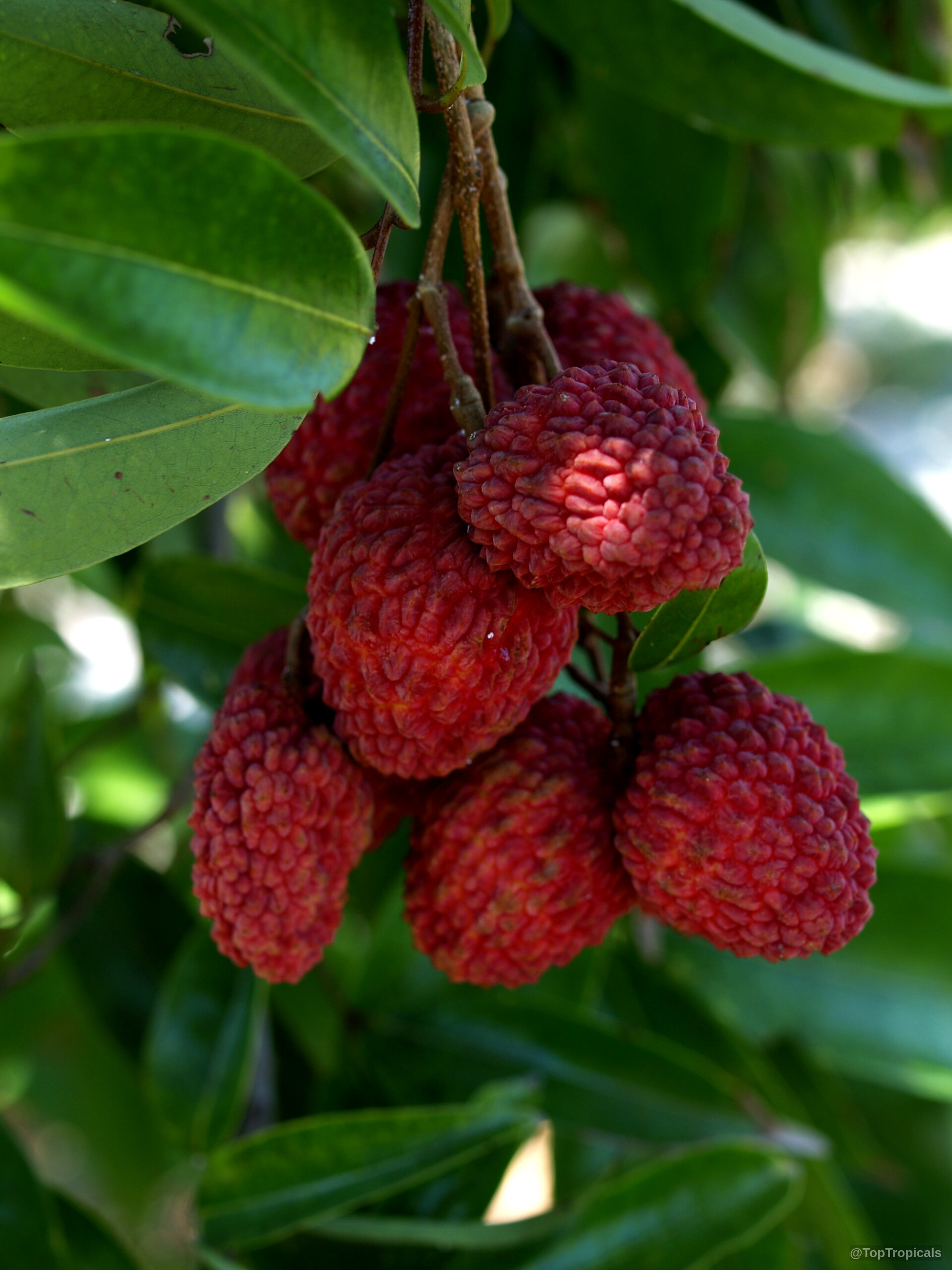 Litchi chinensis (Lychee) clusters of pink bumpy fruit hanging among smooth green pointed leaves. Litchi chinensis (Lychee) pink fruit close up dangling from green leaves on a branch.