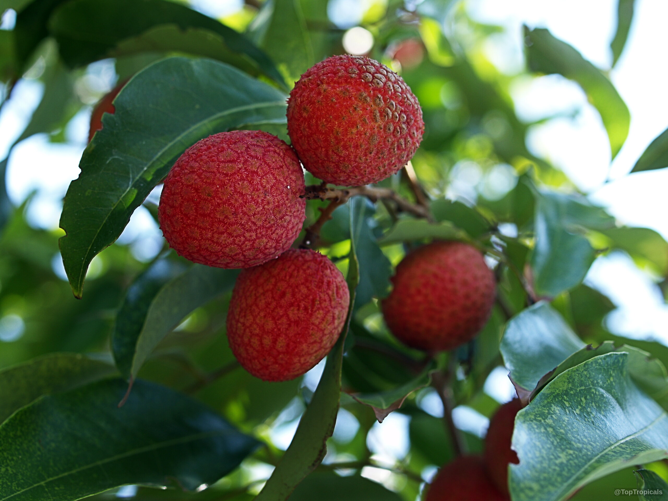 Litchi chinensis (Lychee) showing round red fruit hanging among dark green narrow leaves on branch Litchi chinensis (Lychee) pink red fruit hanging on branch close up for market sale