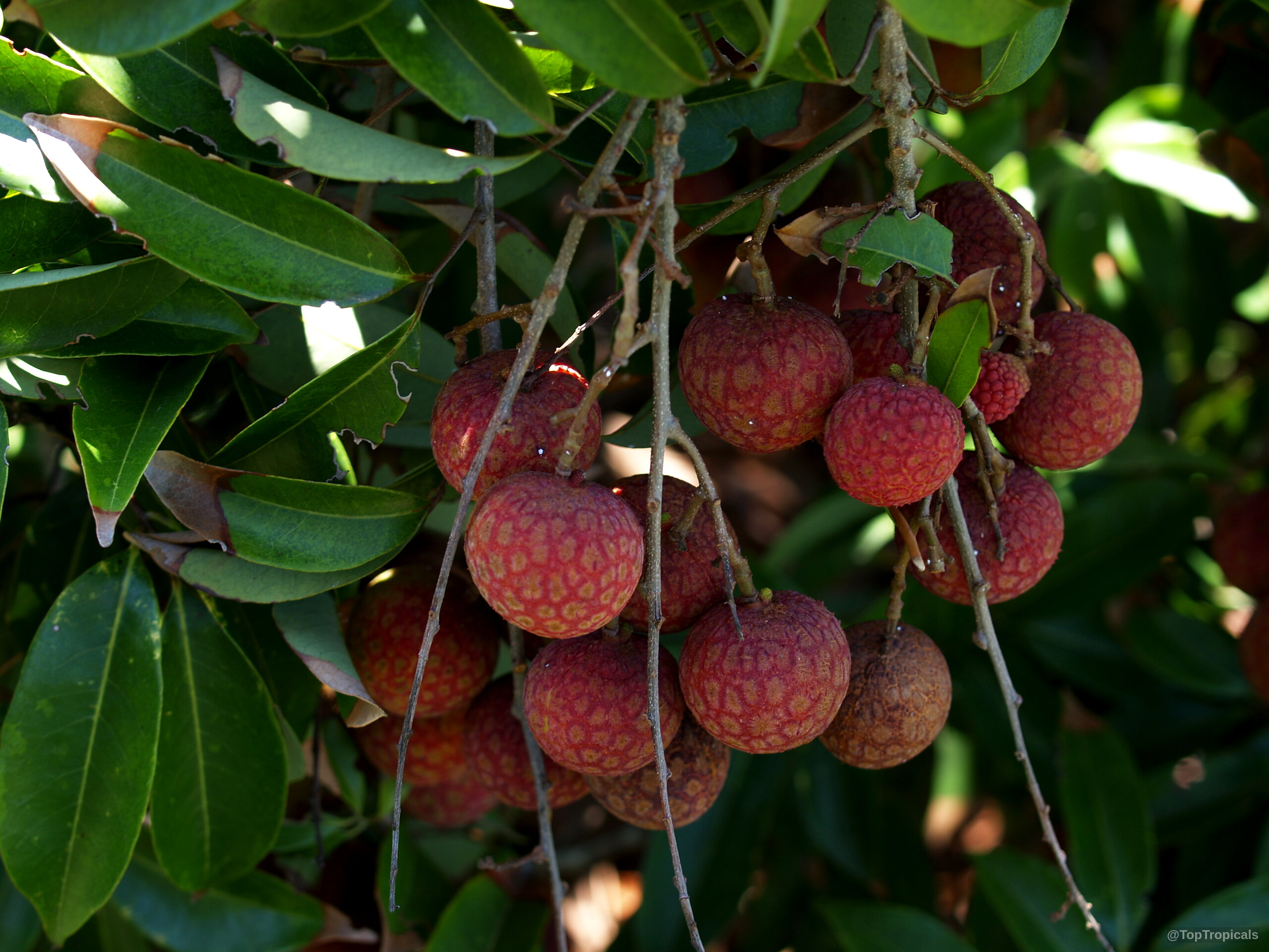 Litchi chinensis (Lychee) clusters of textured red fruit hanging from thin woody stems Litchi chinensis (Lychee) red fruit on branches among dense green leaves close up