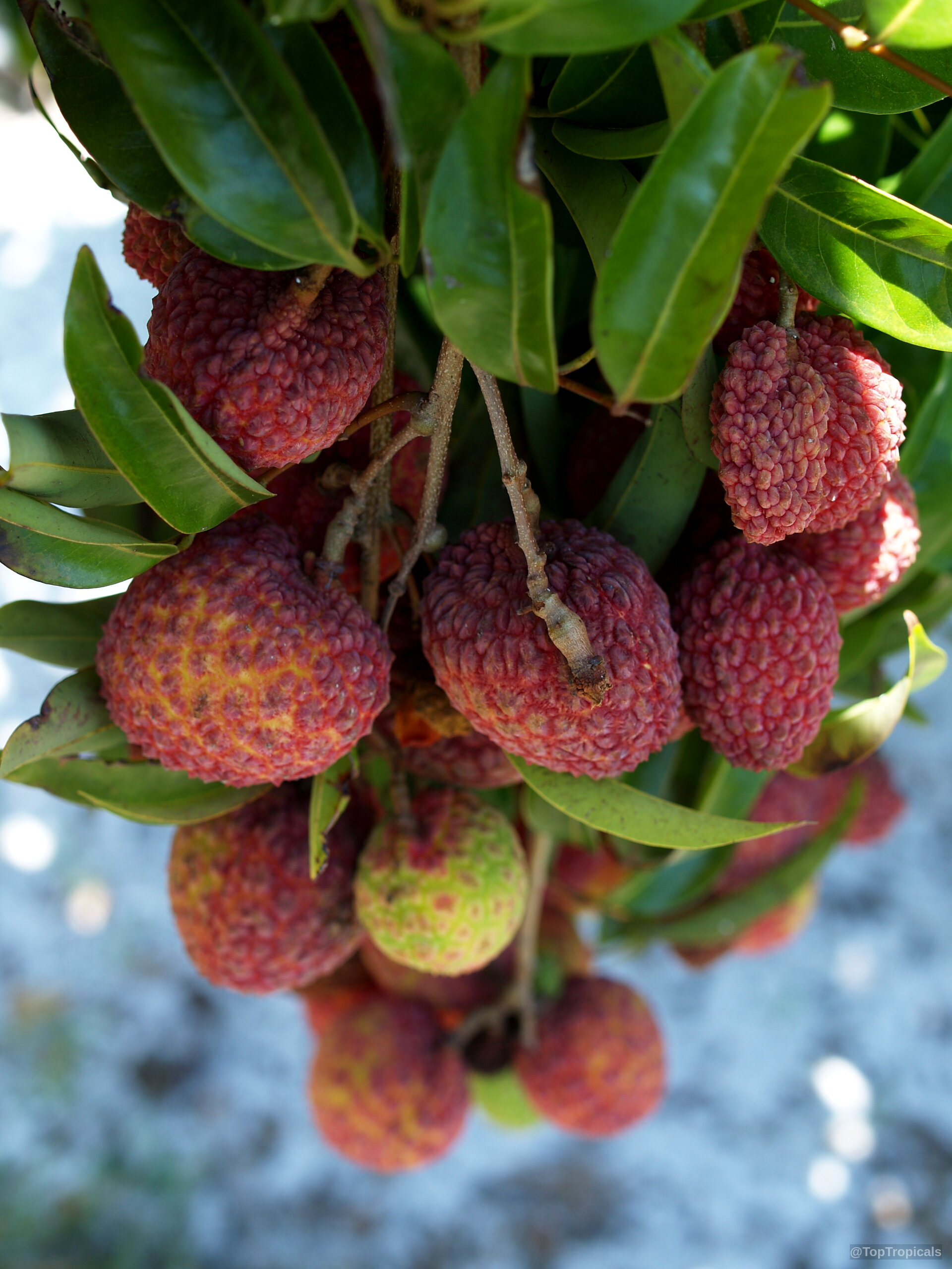 Litchi chinensis (Lychee) fruit cluster hanging from a branch, with textured skin in reddish shades. Litchi chinensis (Lychee) red fruit cluster on branch, close up detail of bumpy skin texture.