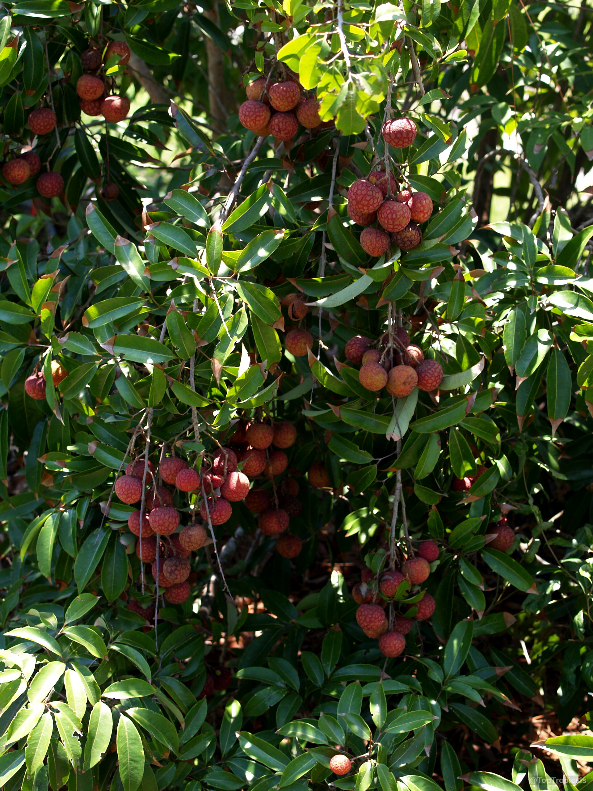 Litchi chinensis (Lychee) tree with many small red fruit hanging from thin woody branches Litchi chinensis (Lychee) tree with clusters of round red fruit among narrow green leaves