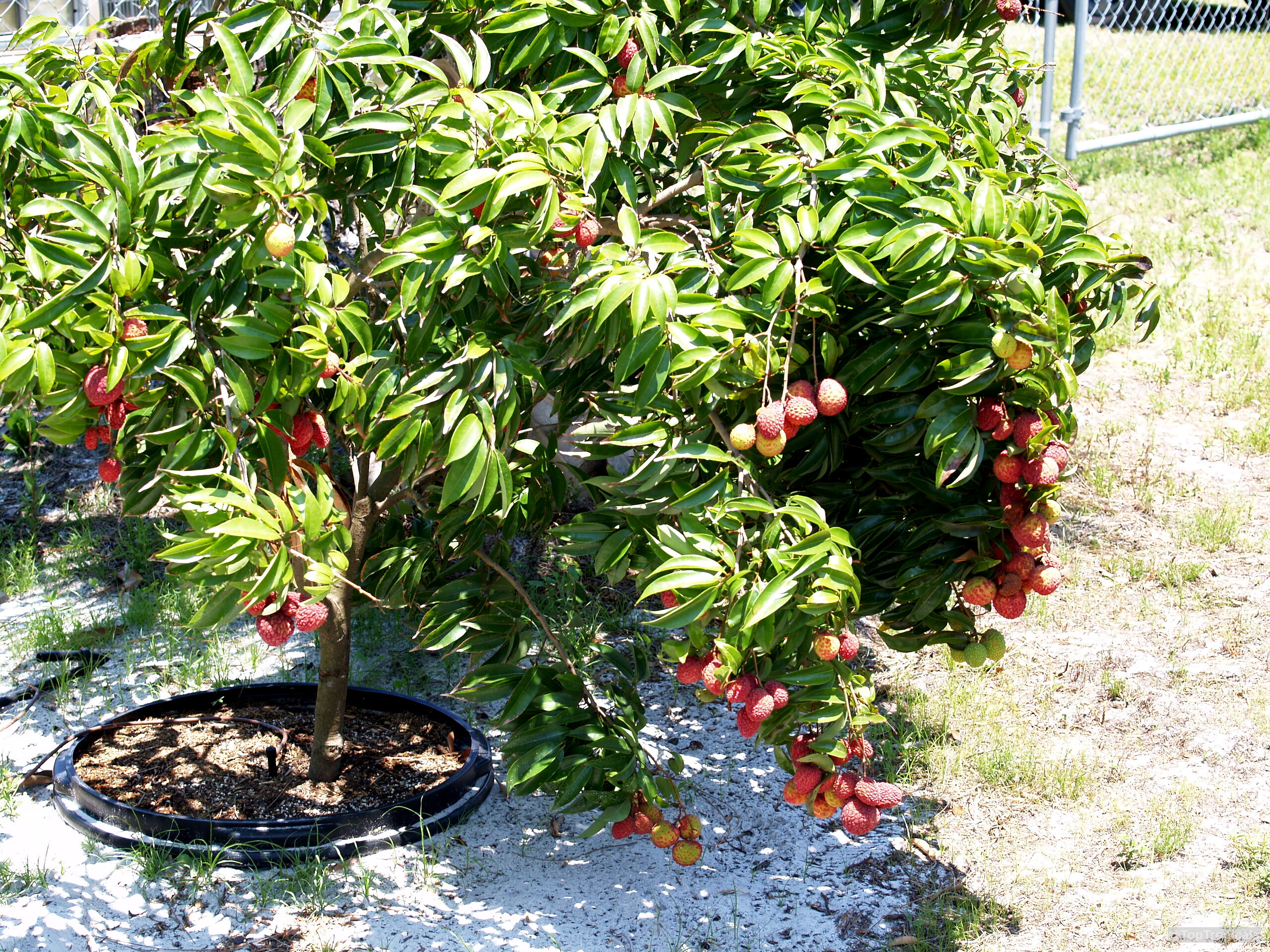 Litchi chinensis (Lychee) tree branches heavy with clusters of round red fruit and green leaves Litchi chinensis (Lychee) tree with green leaves and round red fruit hanging on branches