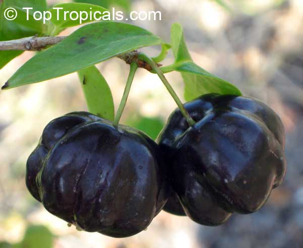 Eugenia uniflora, Eugenia michelii, Surinam Cherry, Pitanga, Brazilian Cherry. var. Black Star (Lolita)