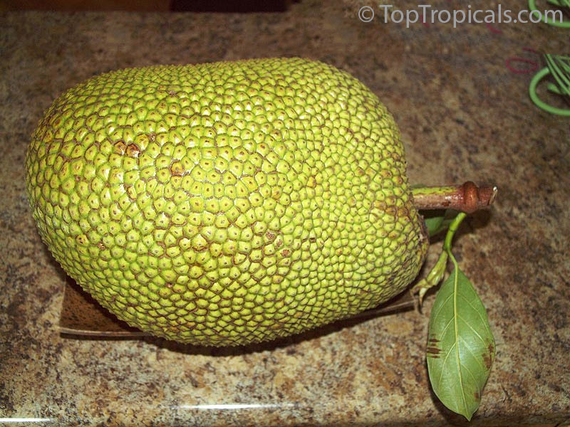 Jackfruit tree Lemon Crunch (Artocarpus heterophyllus)
