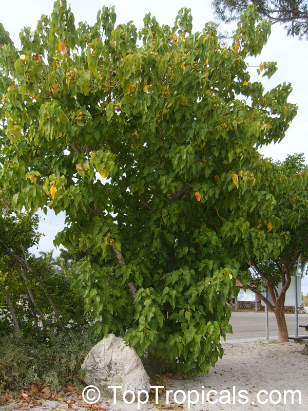 Thespesia populnea, Hibiscus populneus, Seaside Mahoe, Portia Tree, Milo 