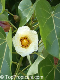 Thespesia populnea, Hibiscus populneus, Seaside Mahoe, Portia Tree, Milo 

Click to see full-size image