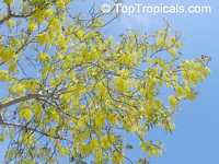 Cassia fistula, Golden Shower Tree, Indian Laburnum, Ratchaphruek

Click to see full-size image