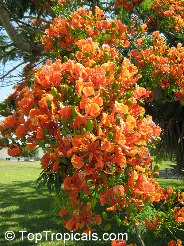 Delonix regia var. Golden, Flame tree, Flamboyant, Royal poinciana, Gul Mohr, Peacock Flower