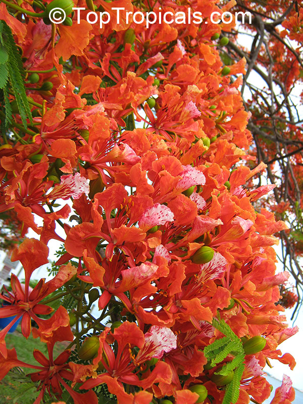 Delonix regia, Poinciana regia, Flame tree, Flamboyant, Royal poinciana, Gul Mohr, Peacock Flower