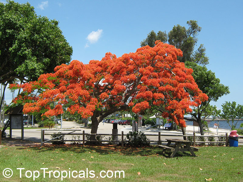 Royal poinciana, Flamboyant tree, Delonix regia - Large size