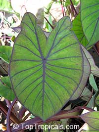 Colocasia esculenta , Black colocasia, Black Magic, Taro, Black Elephant Ear, Malanga Amarillo, Dasheen. Colocasia esculenta 'Blue Hawaii'