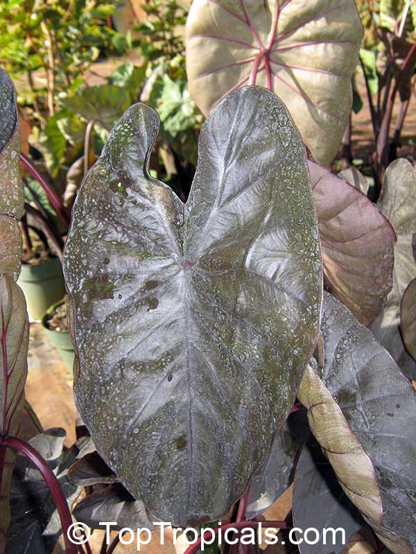 Colocasia esculenta , Black colocasia, Black Magic, Taro, Black Elephant Ear, Malanga Amarillo, Dasheen. Colocasia esculenta 'Diamond Head'
