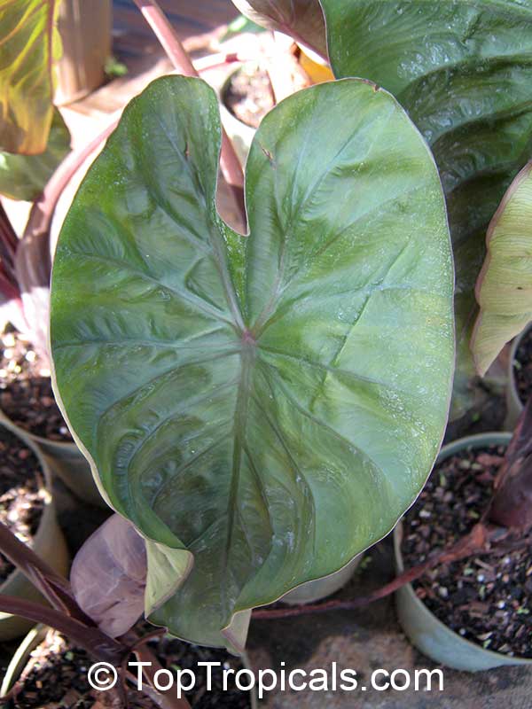 Colocasia esculenta , Black colocasia, Black Magic, Taro, Black Elephant Ear, Malanga Amarillo, Dasheen