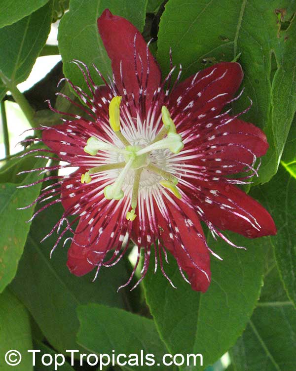 Passiflora 'Lady Margaret', Passiflora 'Lady Margaret'