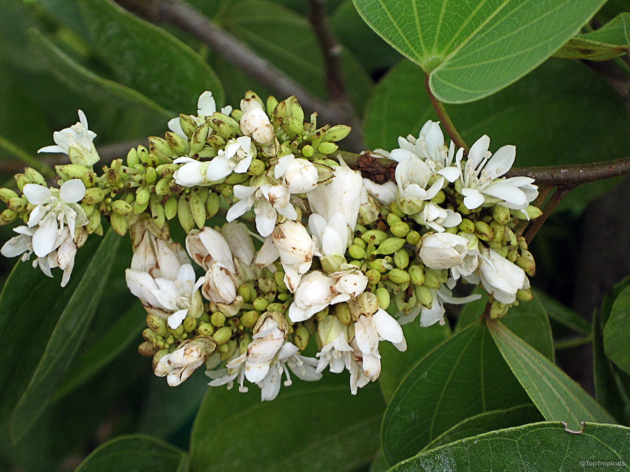 Bauhinia saccocalyx (Thai Orchid Tree) white flower cluster with green leaves surrounding the small buds Bauhinia saccocalyx (Thai Orchid Tree) with white flower clusters in a close up image